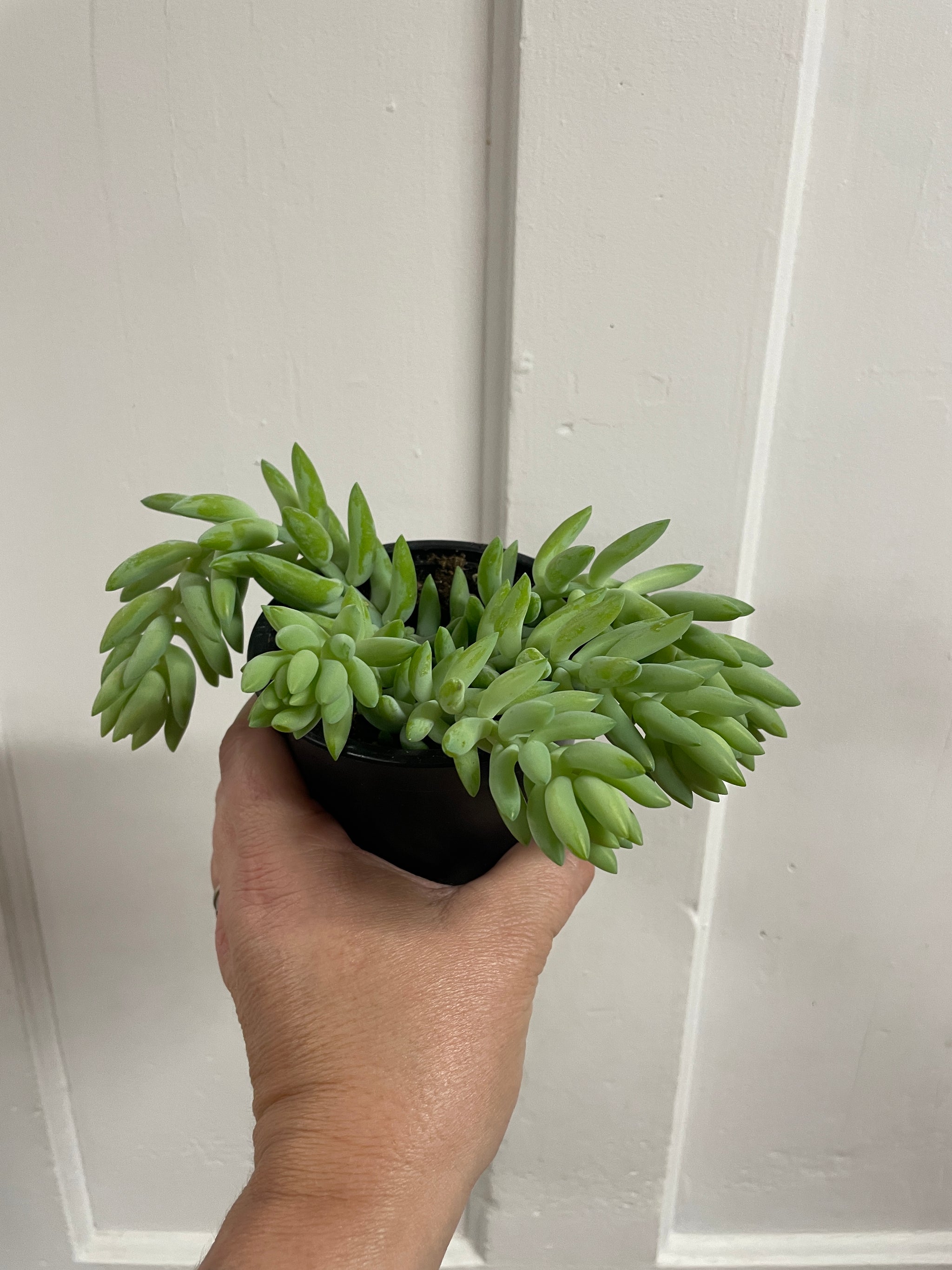 Burro’s Tail