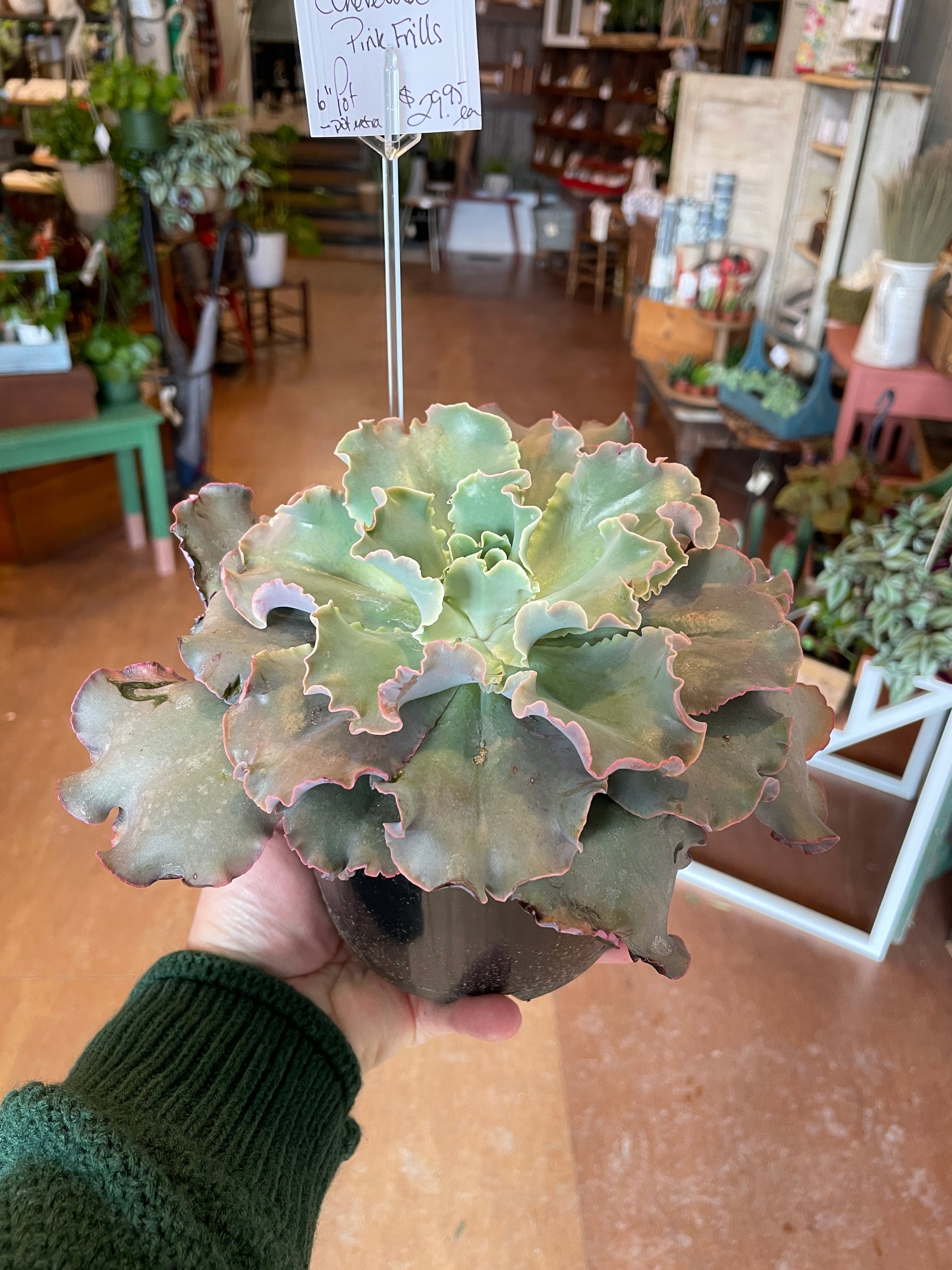 Echeveria Pink Frills