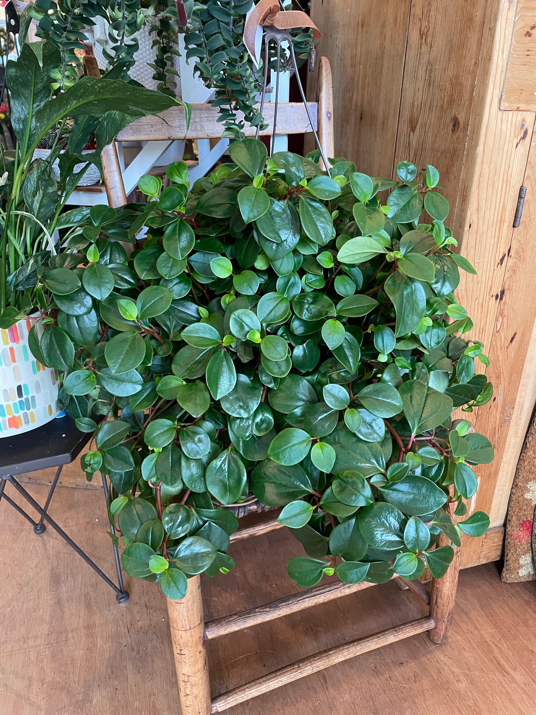 Tropical Plant Hanging Baskets - 10"