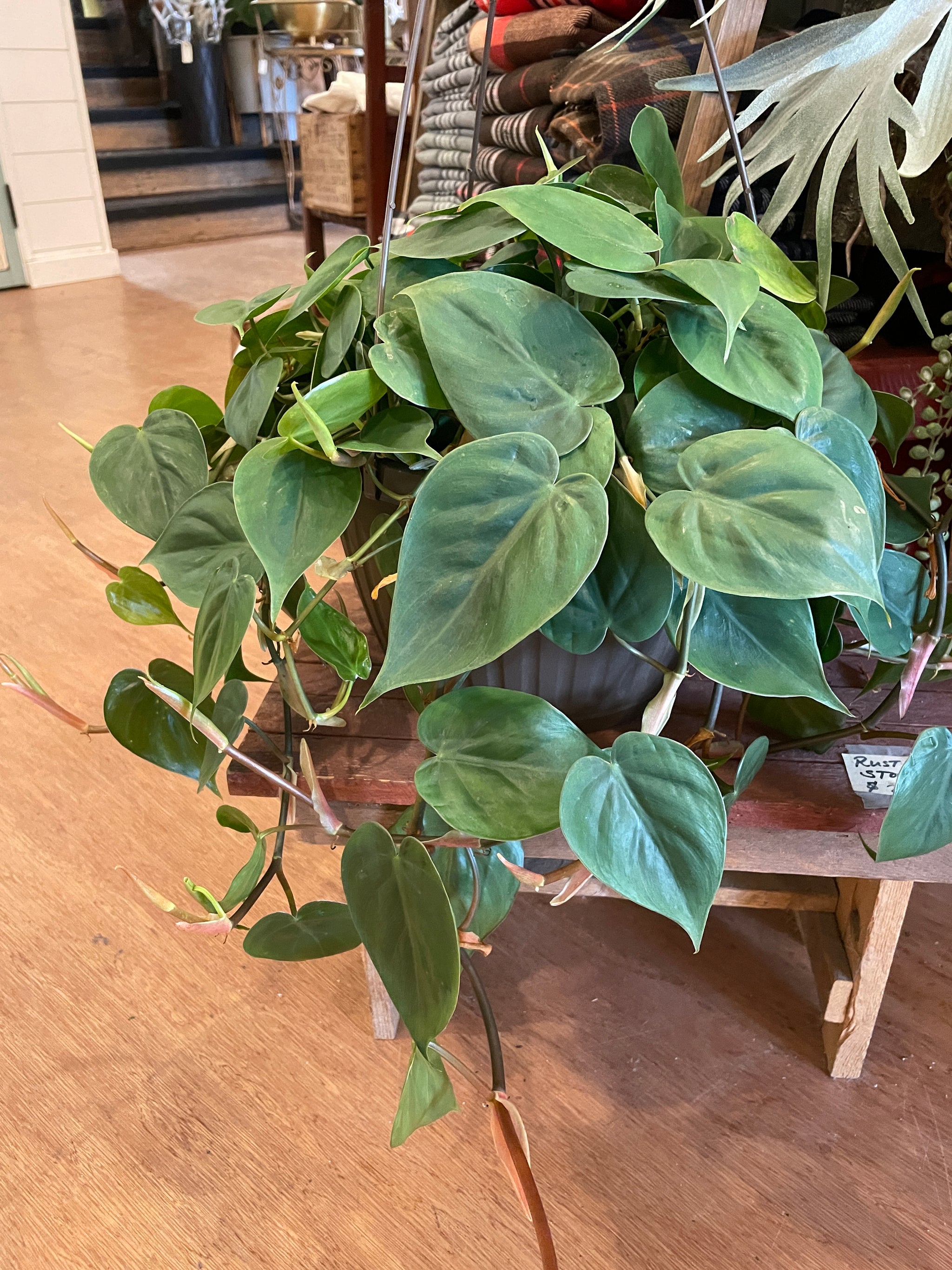 Tropical Plant Hanging Baskets - 10"