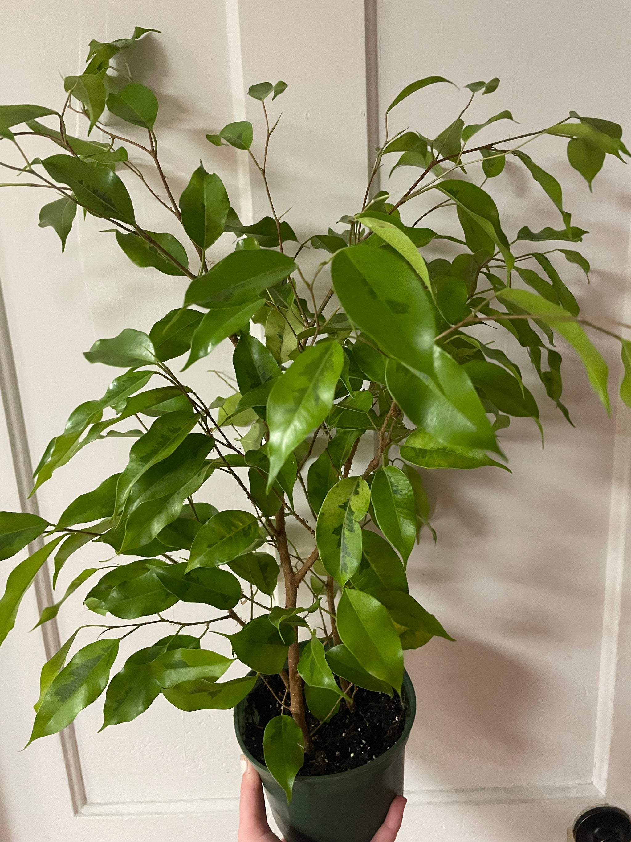 Ficus Benjamina