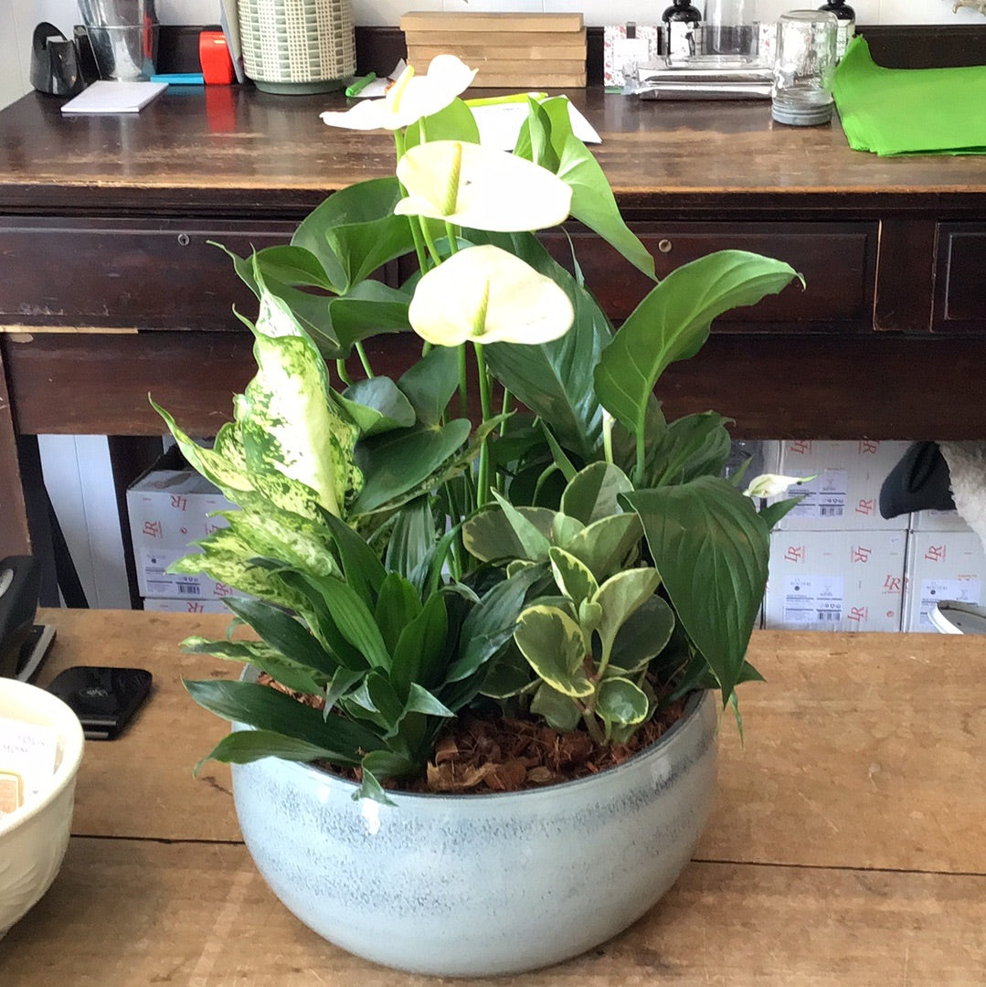 Anthurium Tropical Planter