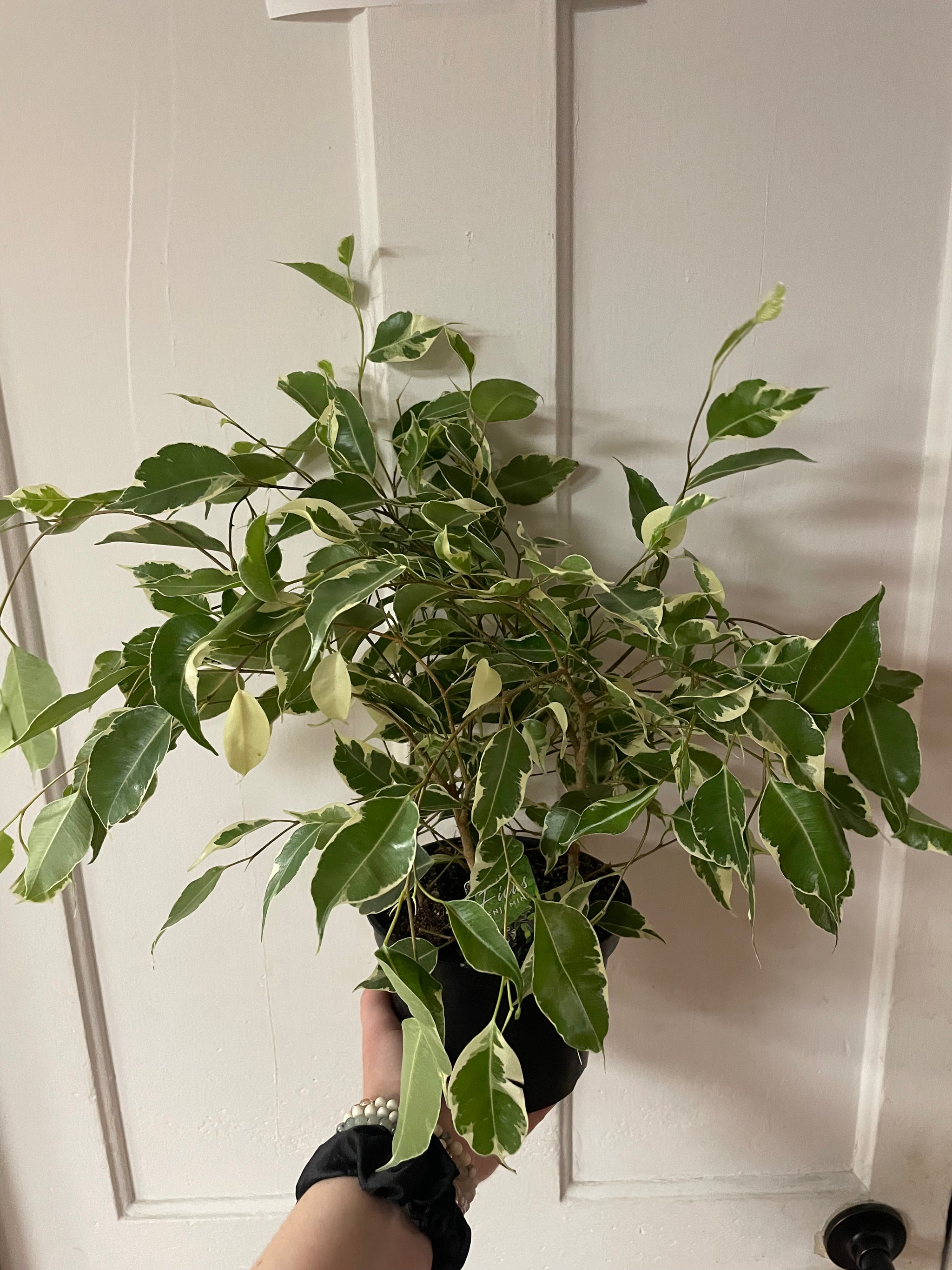 Ficus Benjamina