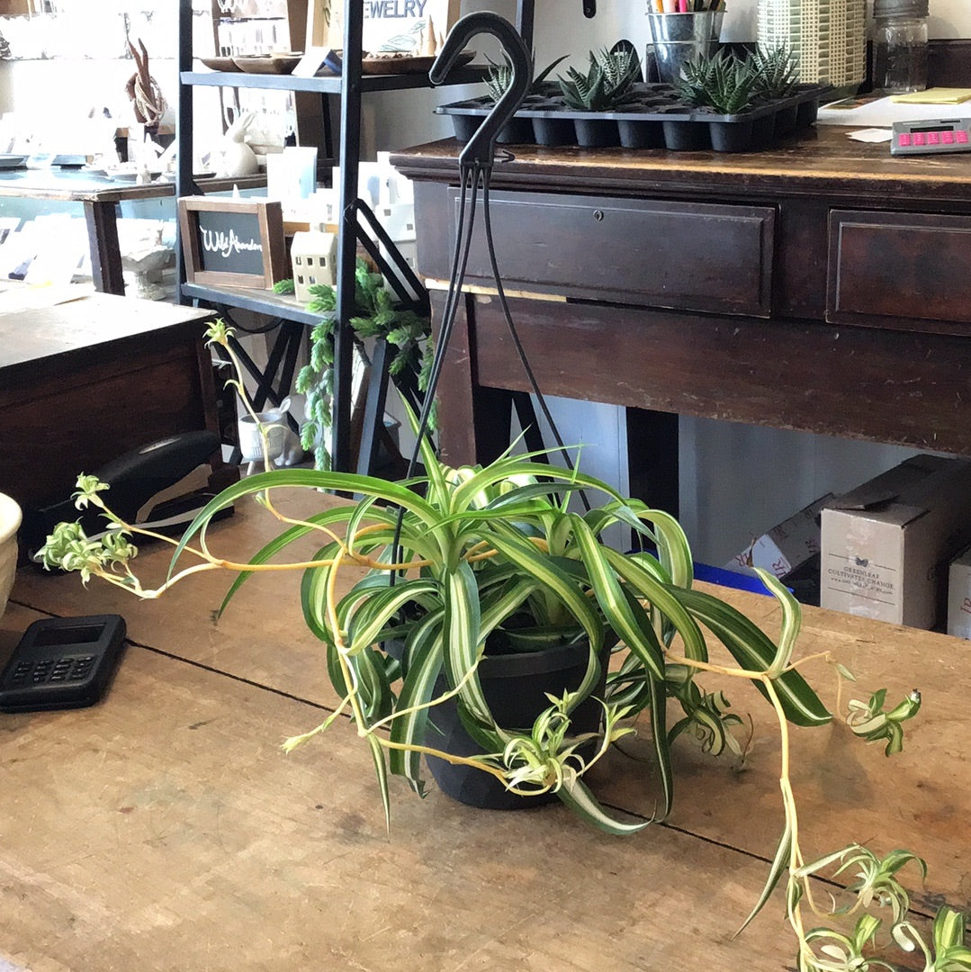 Hanging Basket Curly Spider Plant