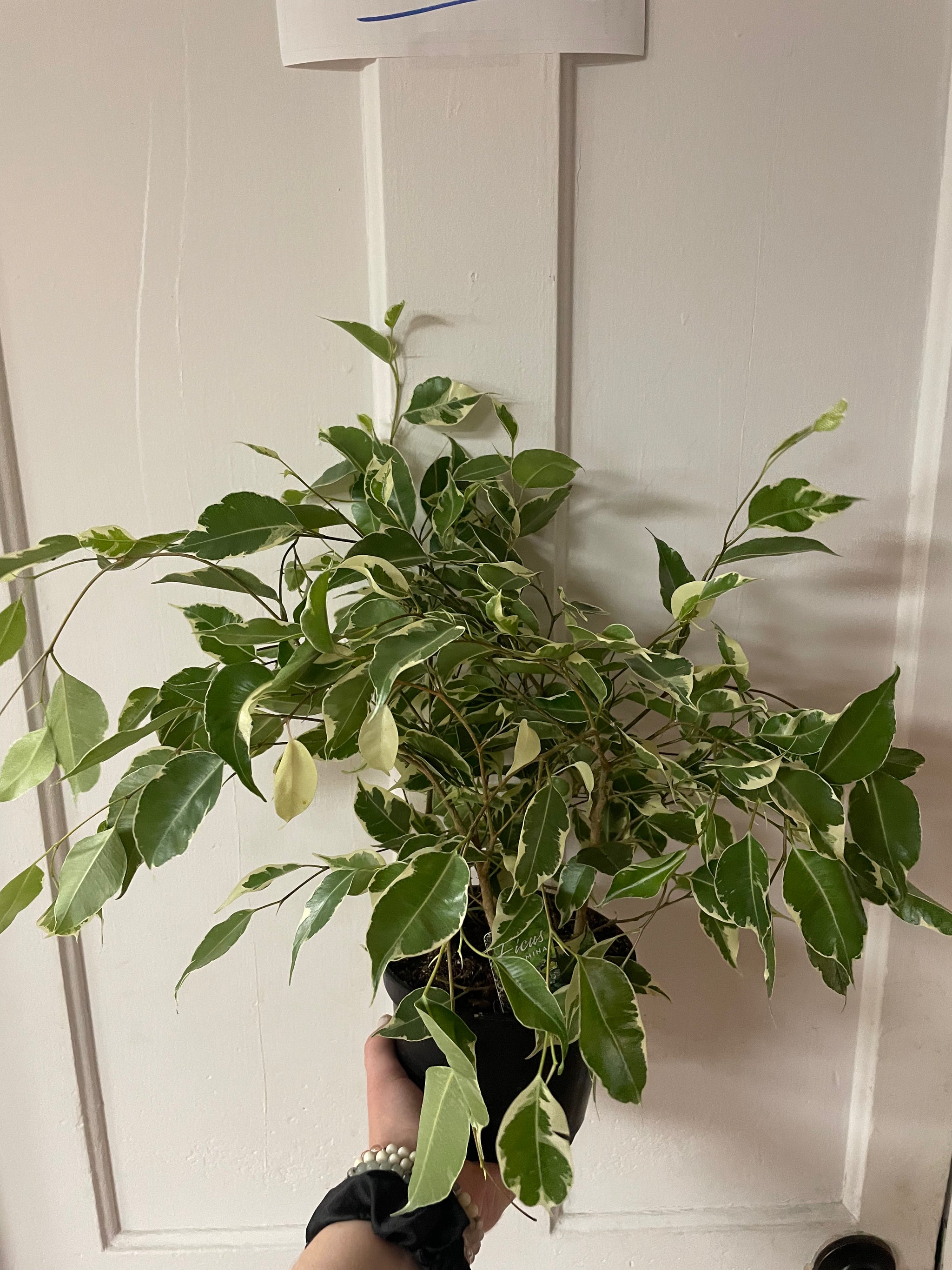 Ficus Benjamina