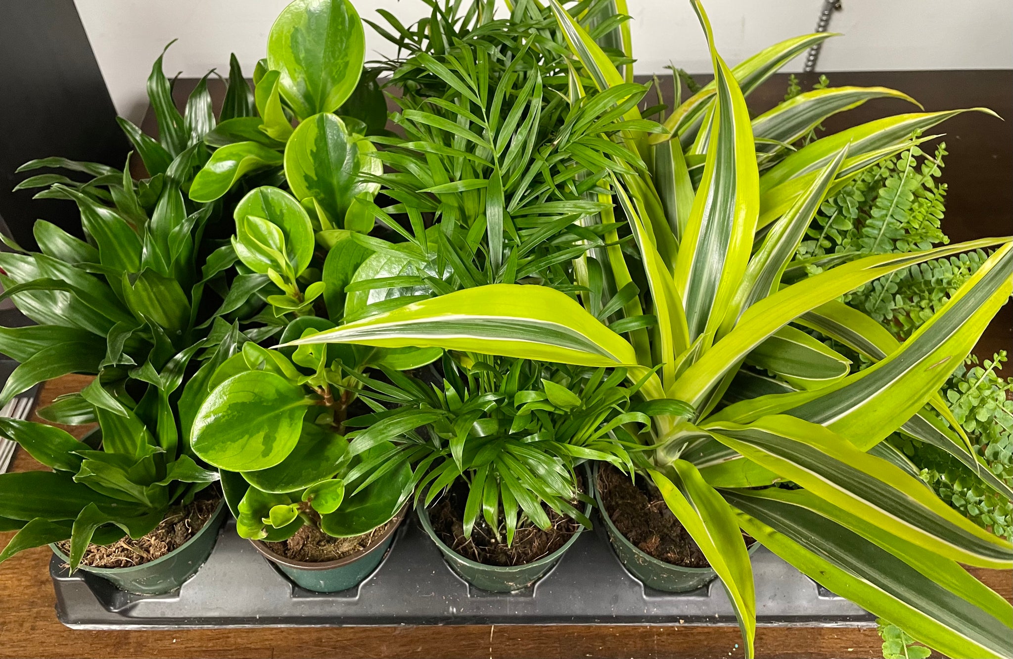 Tropicals Assorted 4”