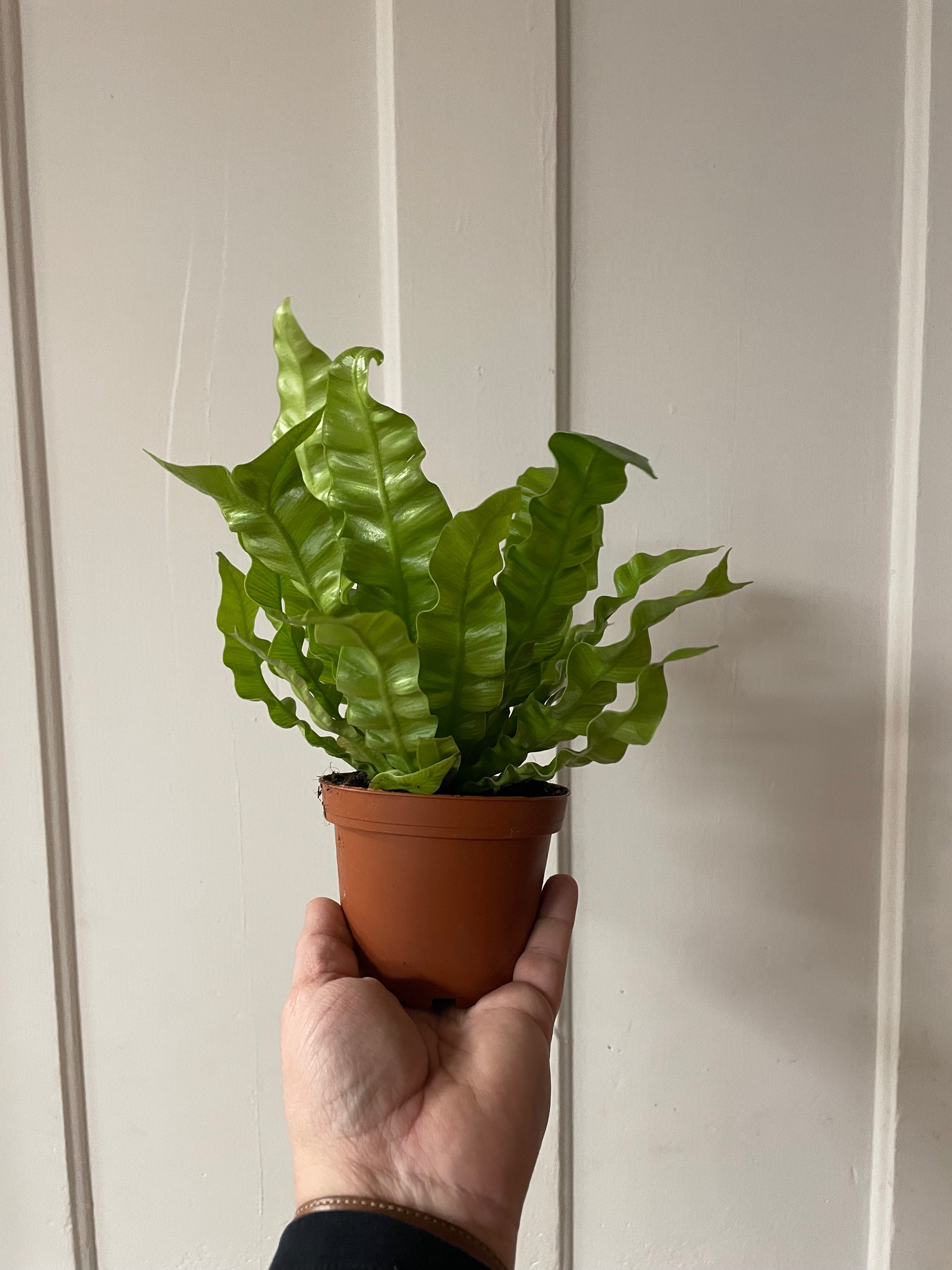 Crispy Wave Fern 4”