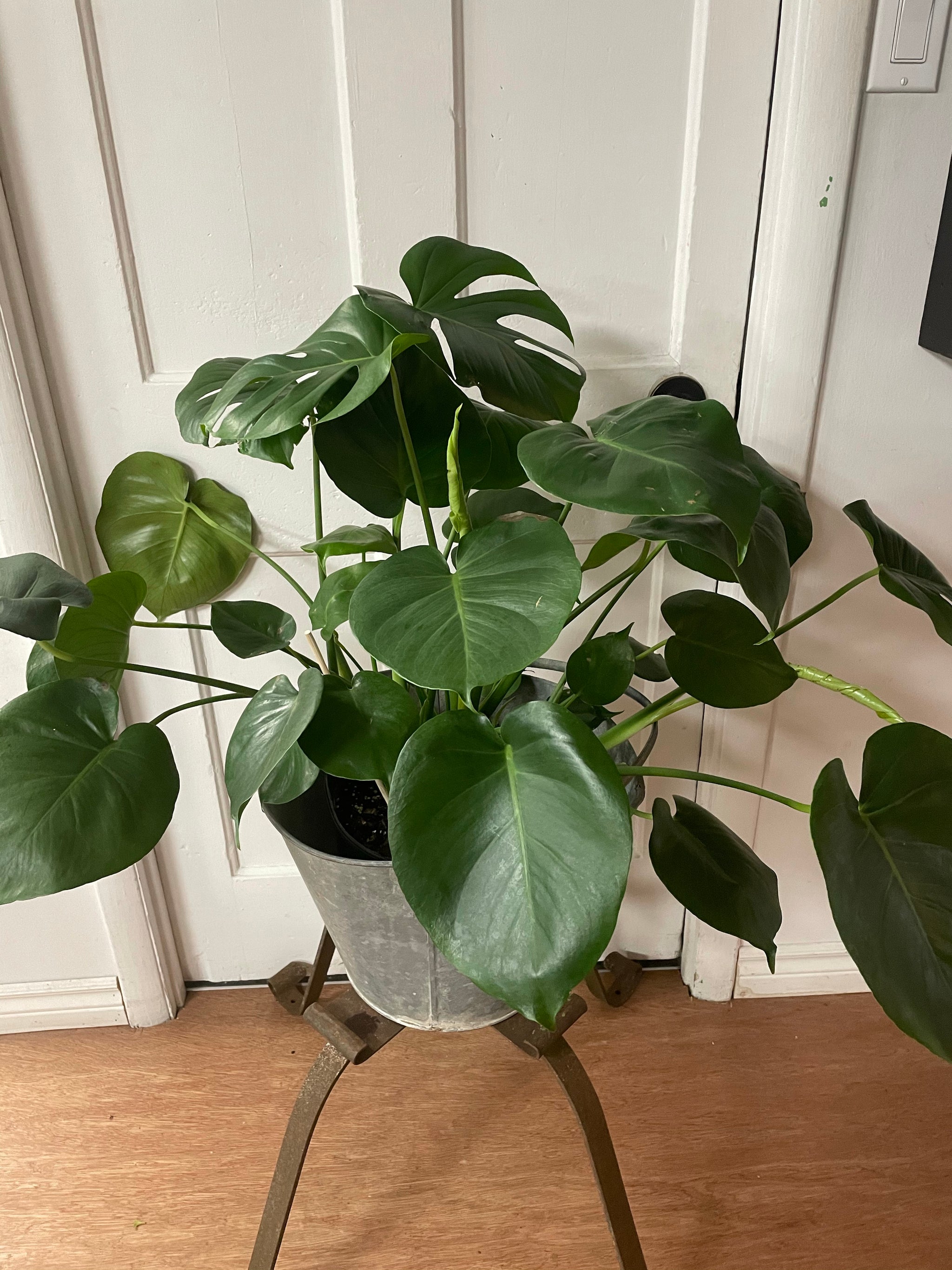 Split Leaf Monstera (10” pot)
