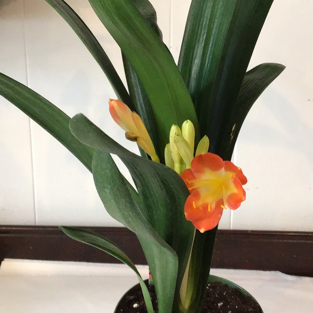 Clivia Miniata