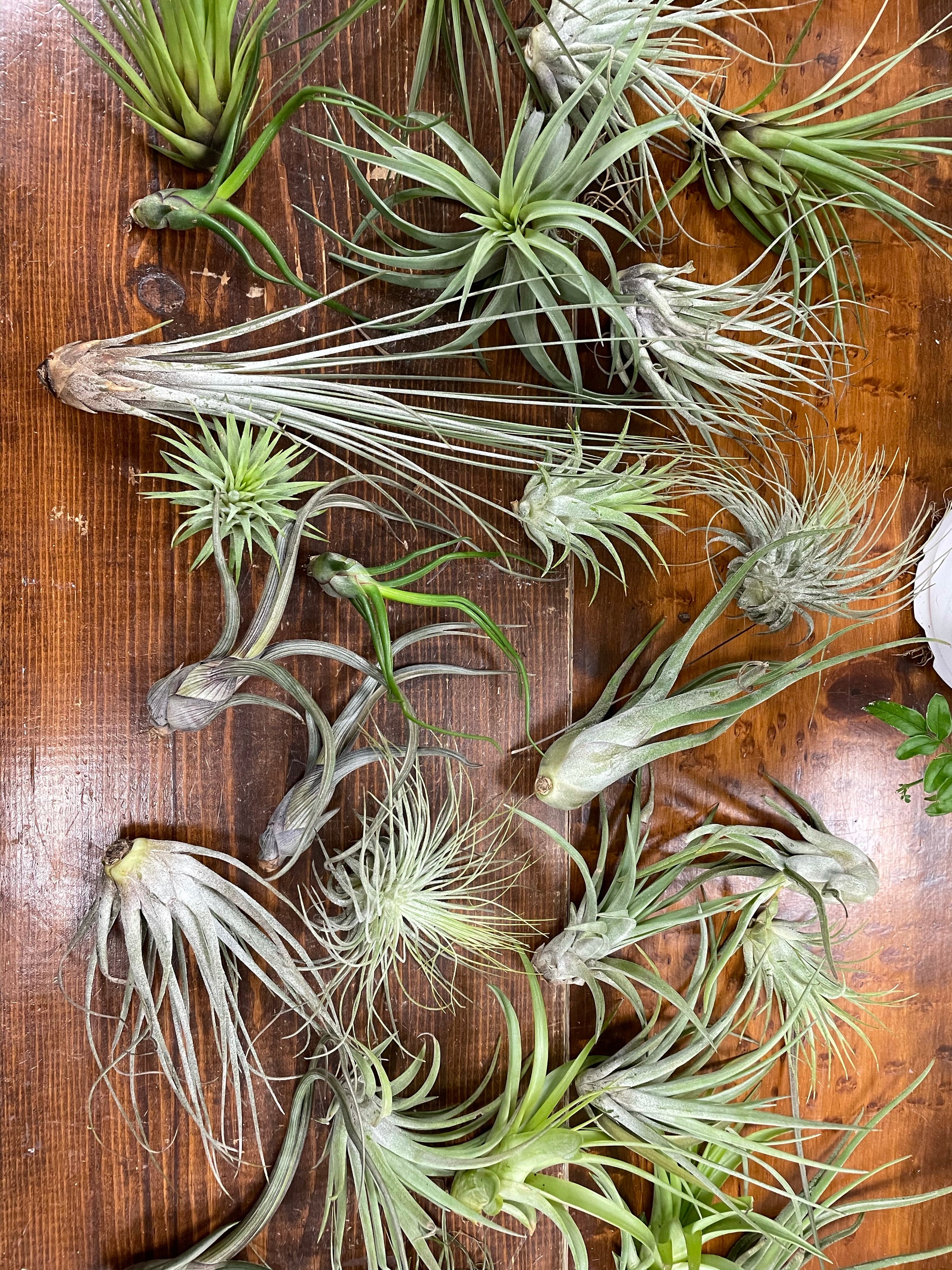 Airplants