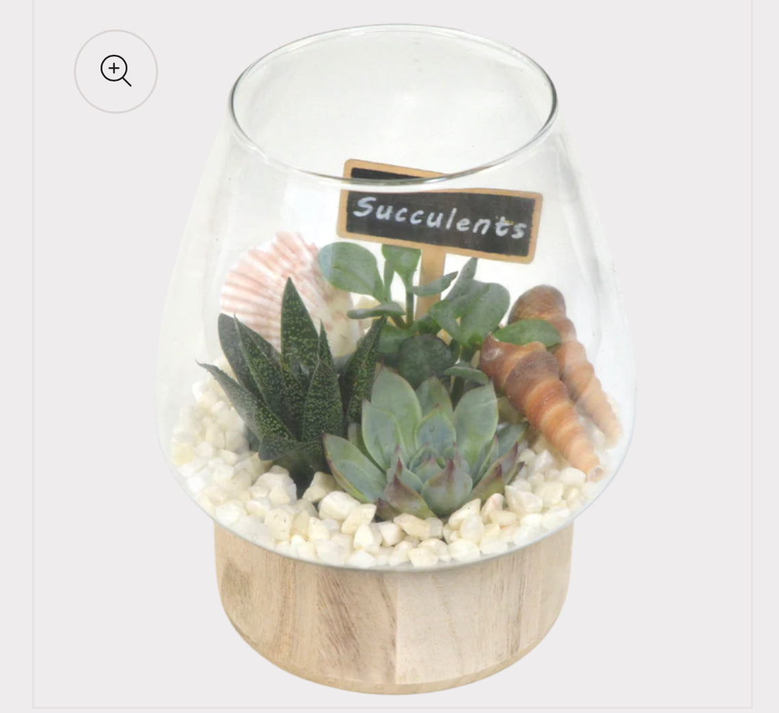 Wooden Base Glass Terrariums