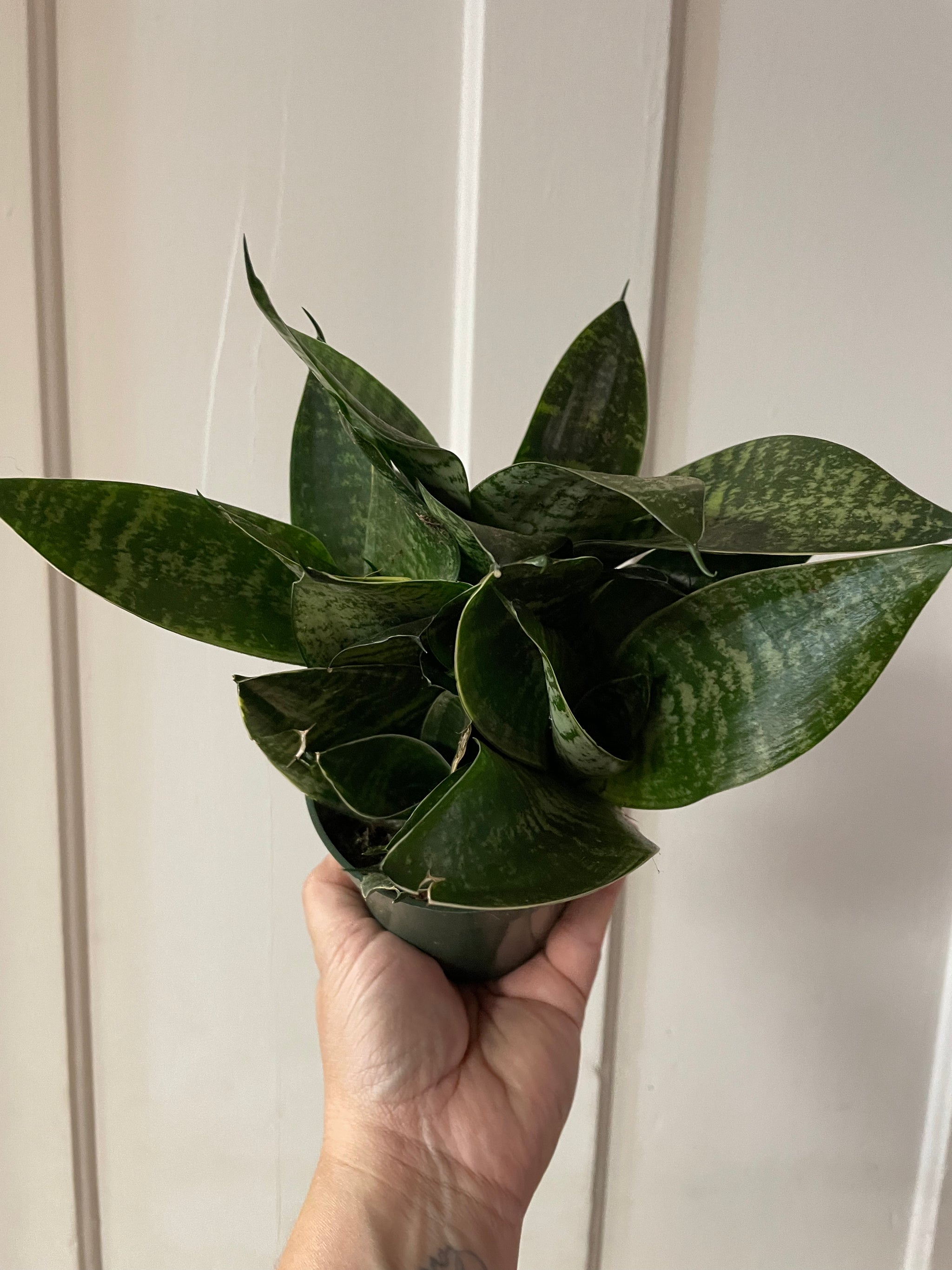 Birdsnest Sanseveria 4”