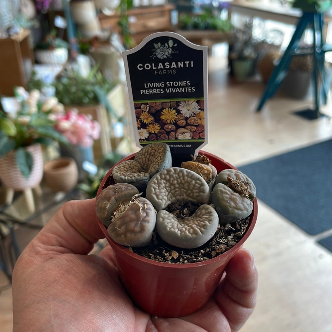Lithops - Living Stone