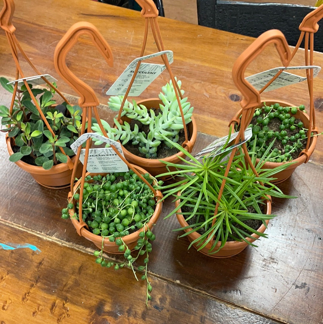 Succulent Hanging Basket - 4" Various