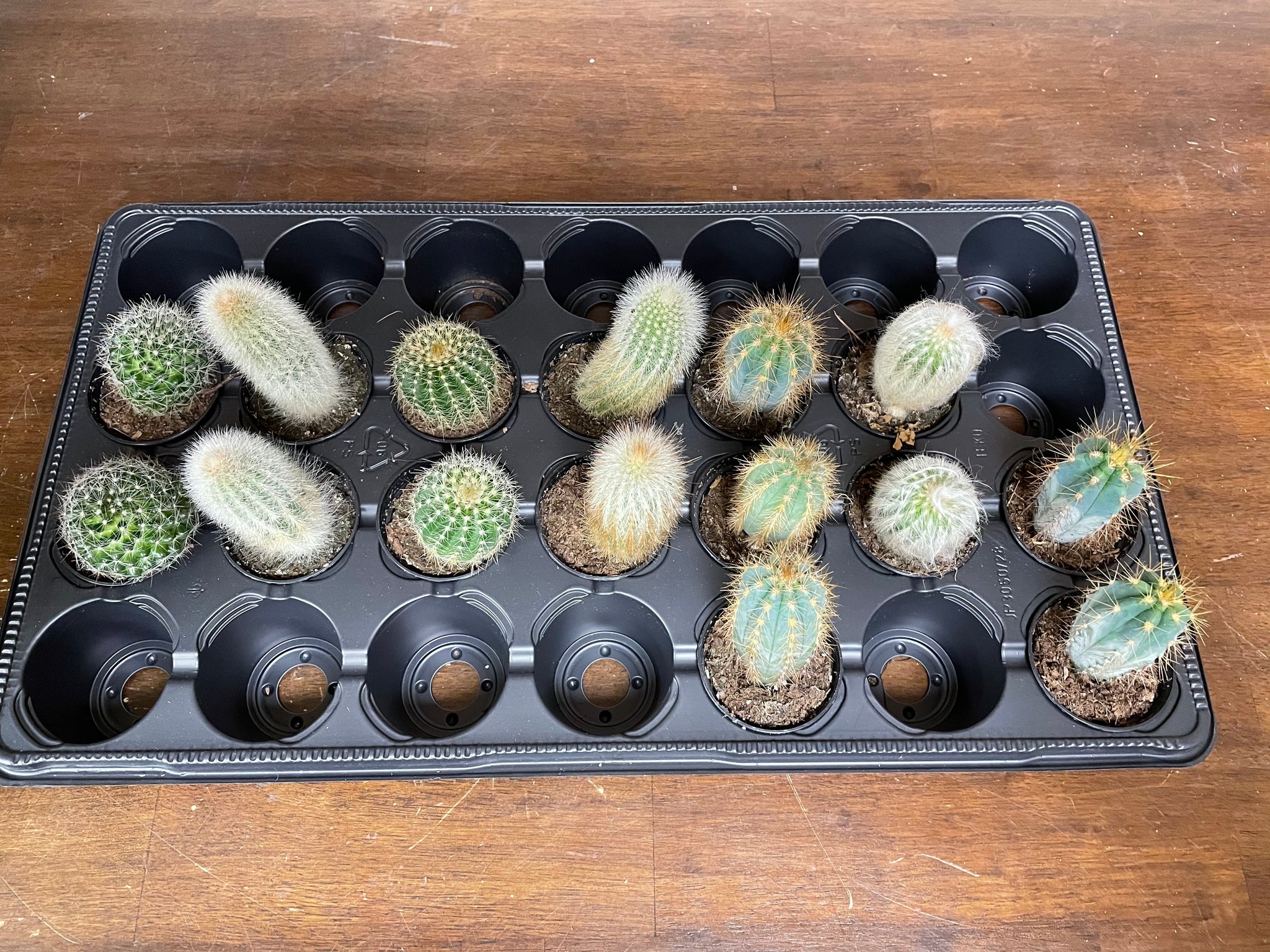 Cacti