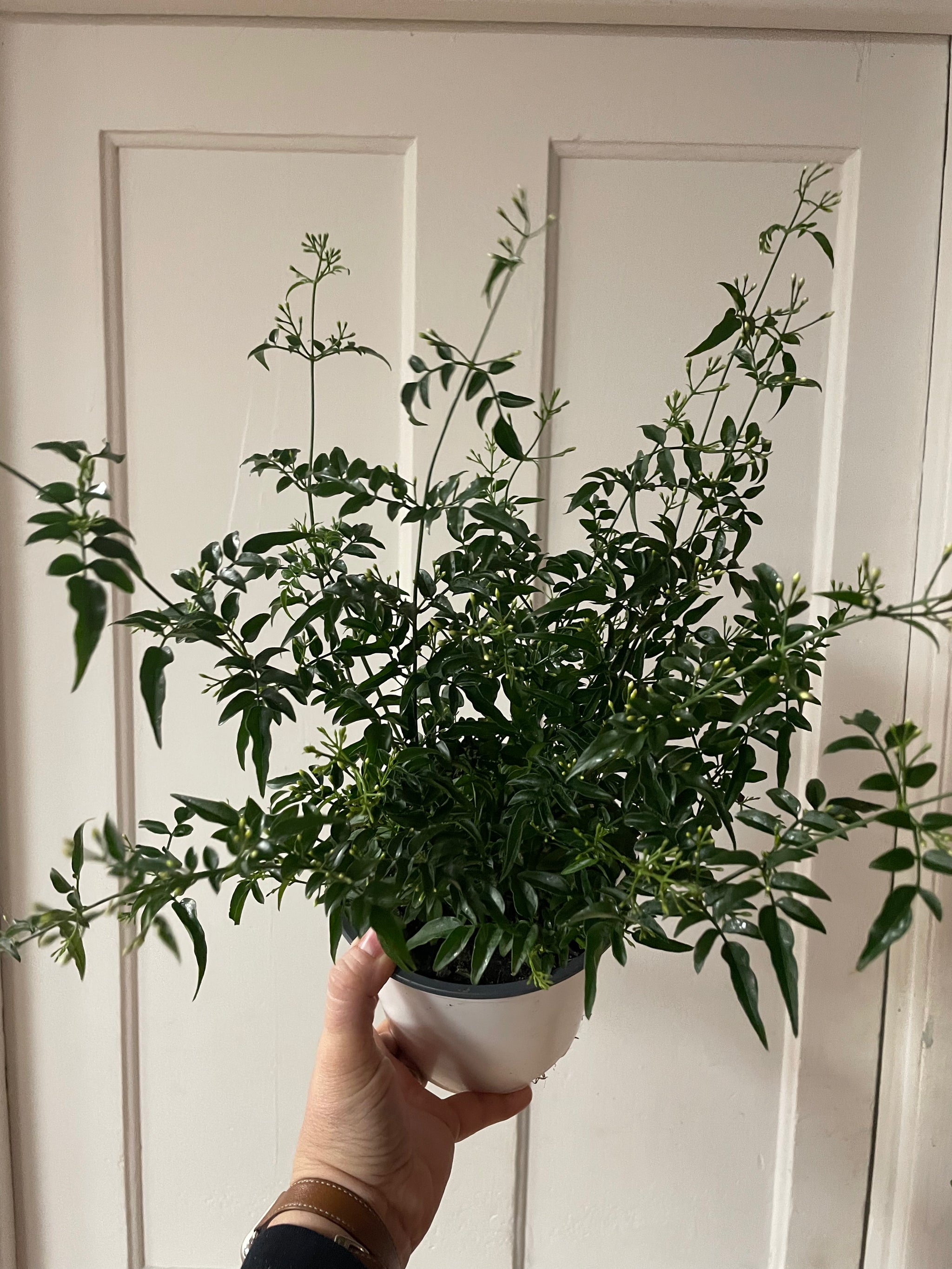 Jasmine Plant