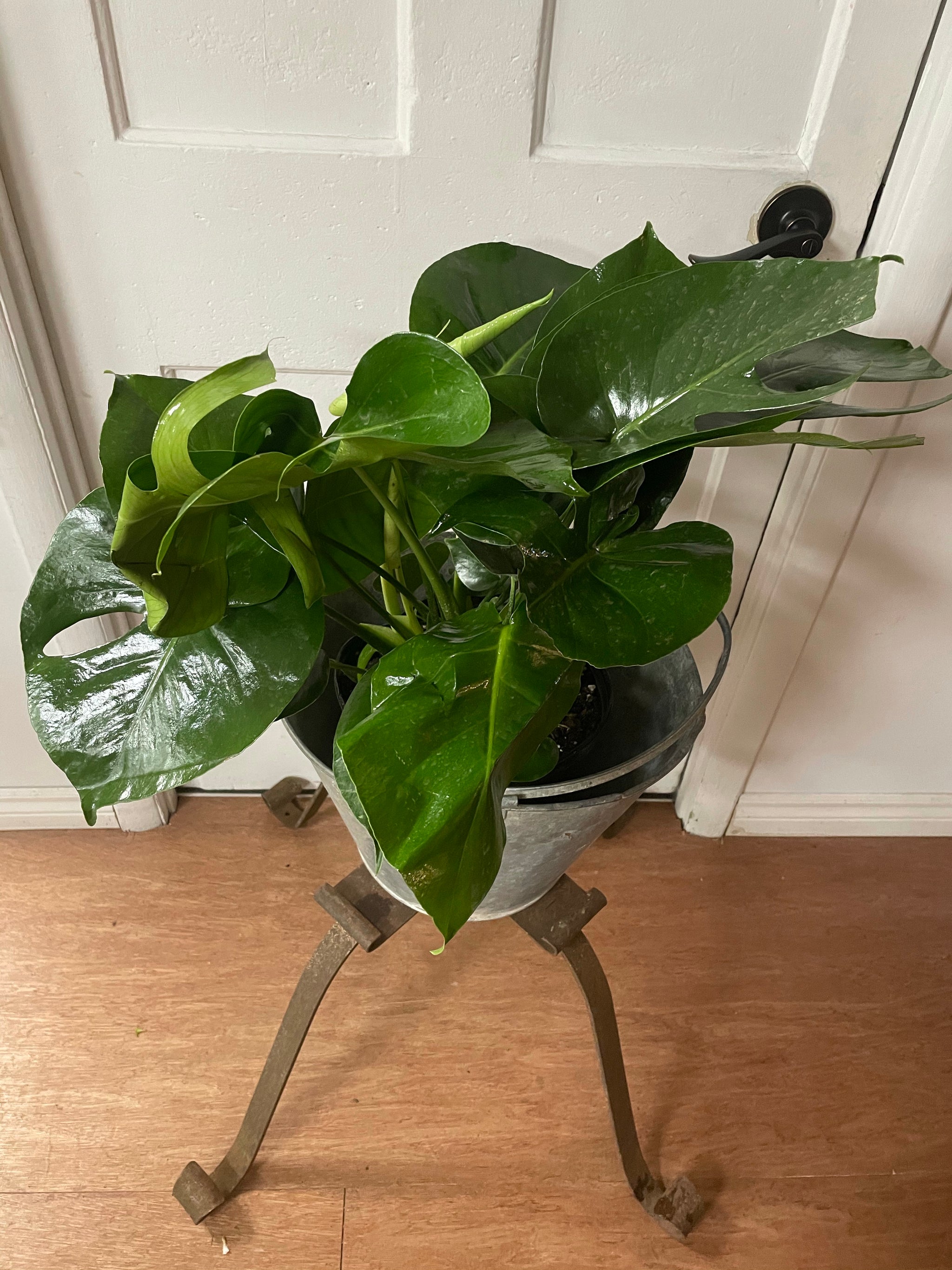 Split Leaf Monstera (10” pot)