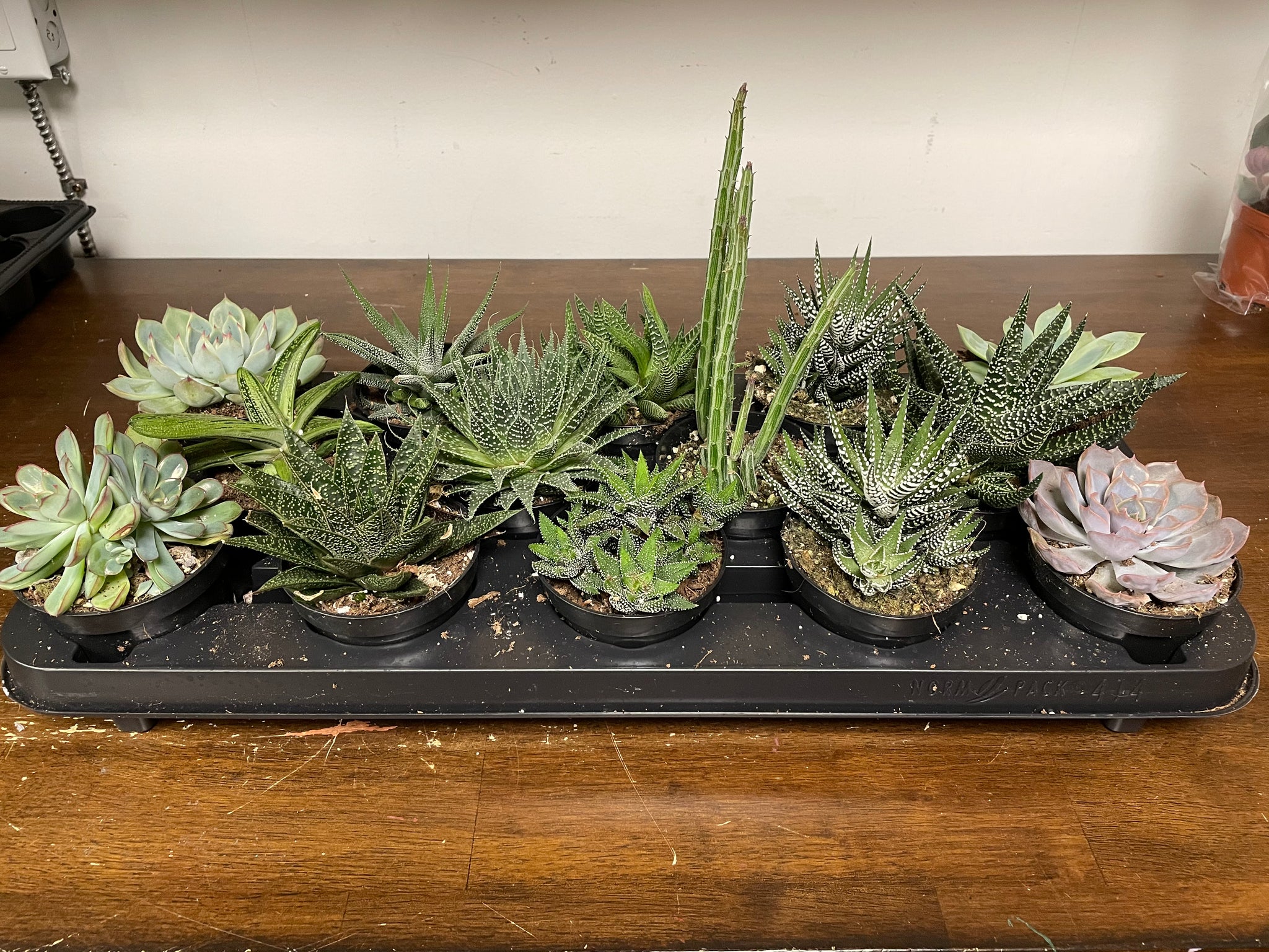 Succulents Assorted 4”