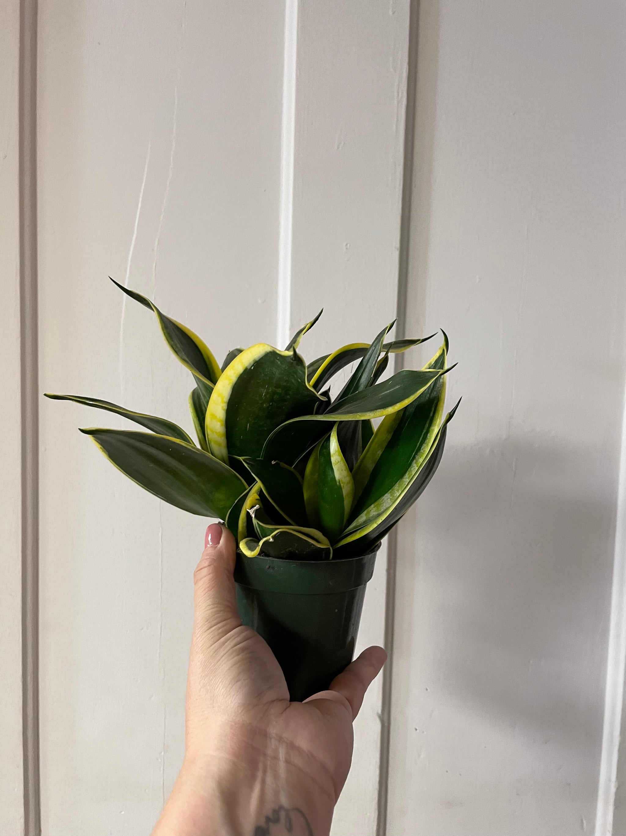 Birdsnest Sanseveria 4”