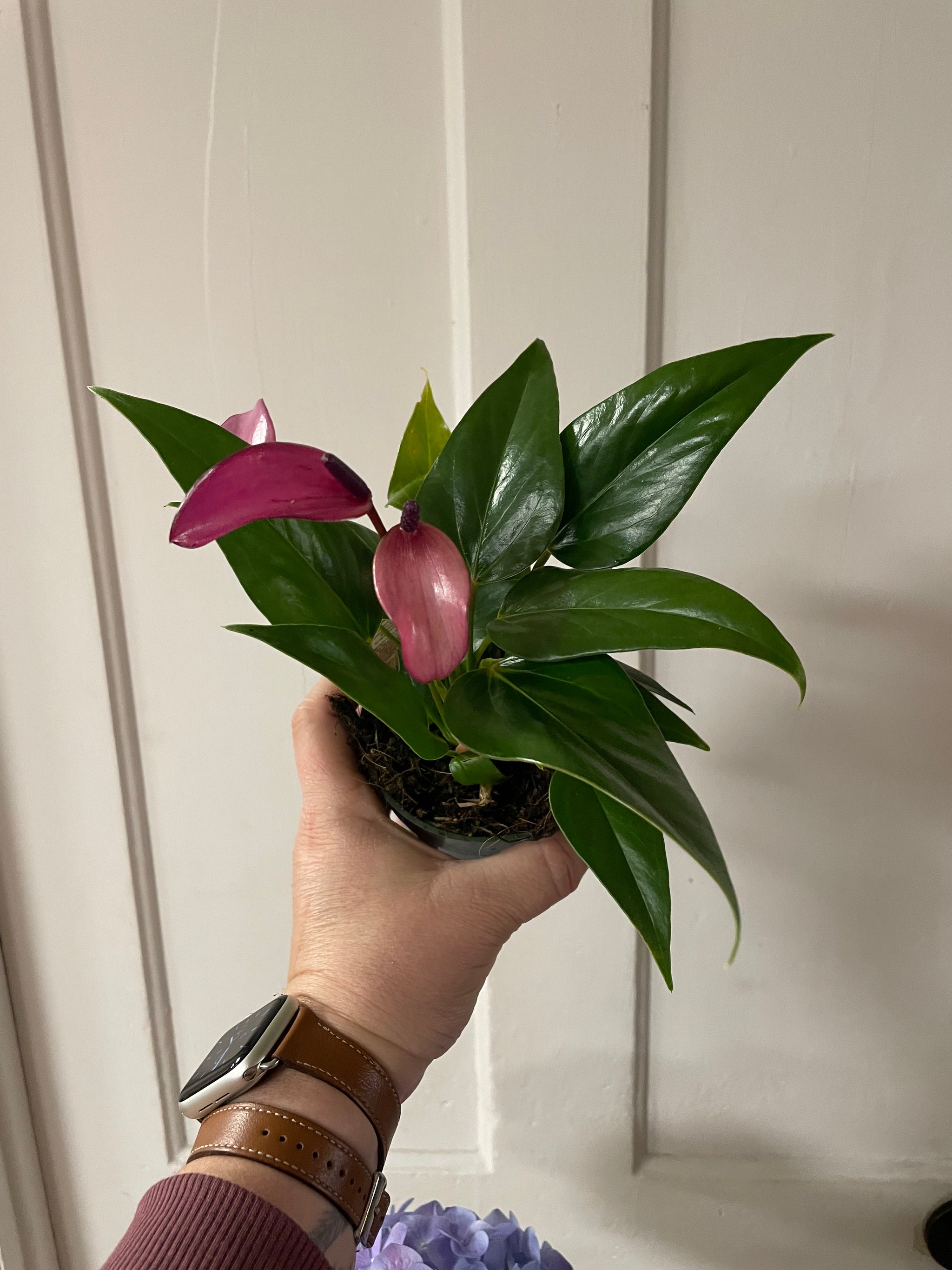 Anthurium 4’’ plant