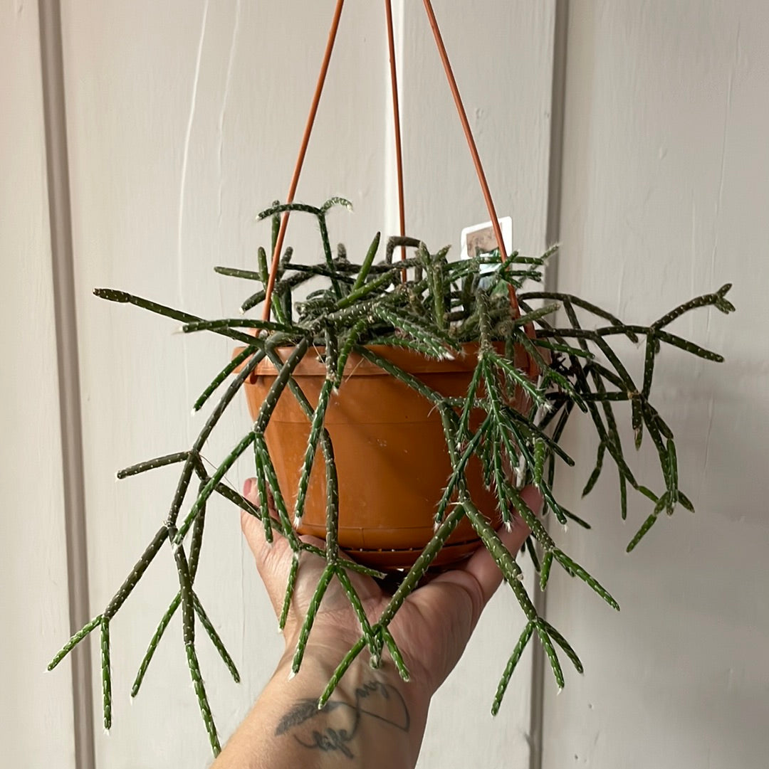 Succulent Hanging Basket - 6"