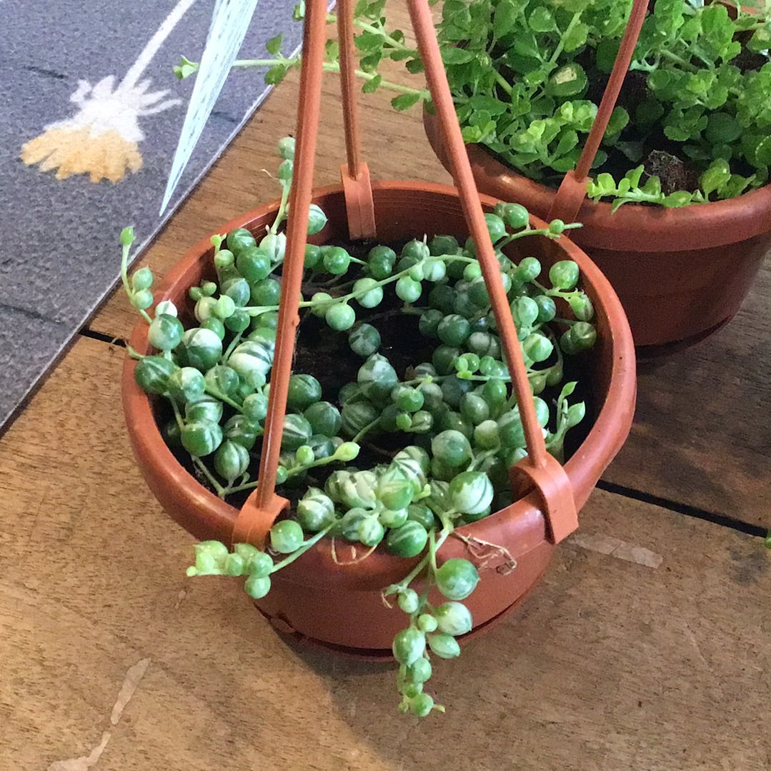Succulent Hanging Basket - 4" Various