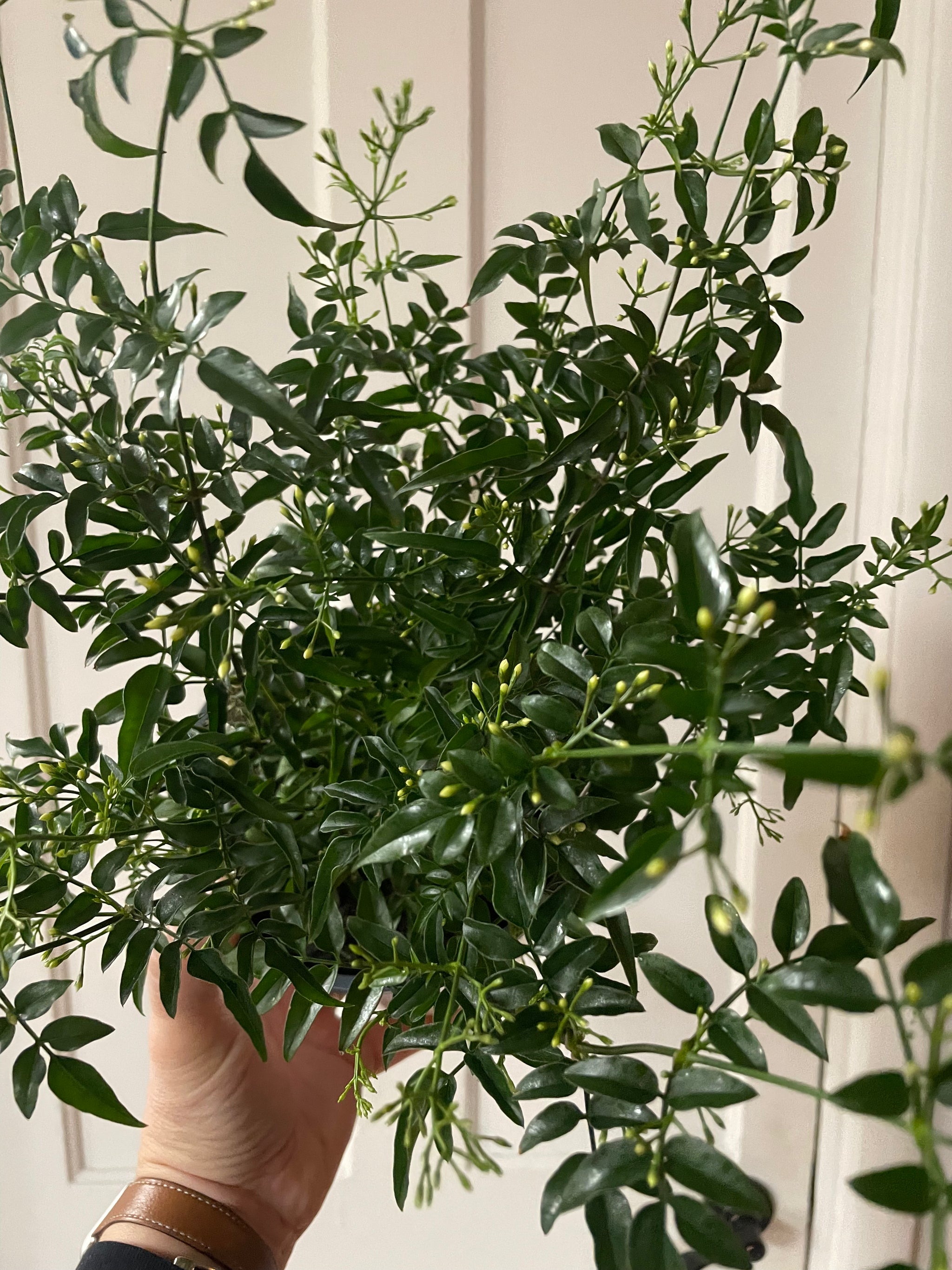 Jasmine Plant