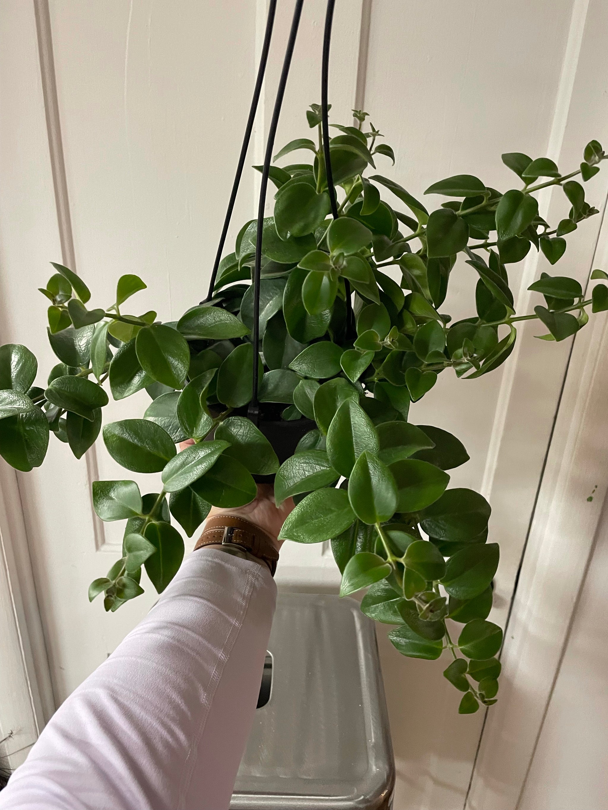 Lipstick Plant 6" HB