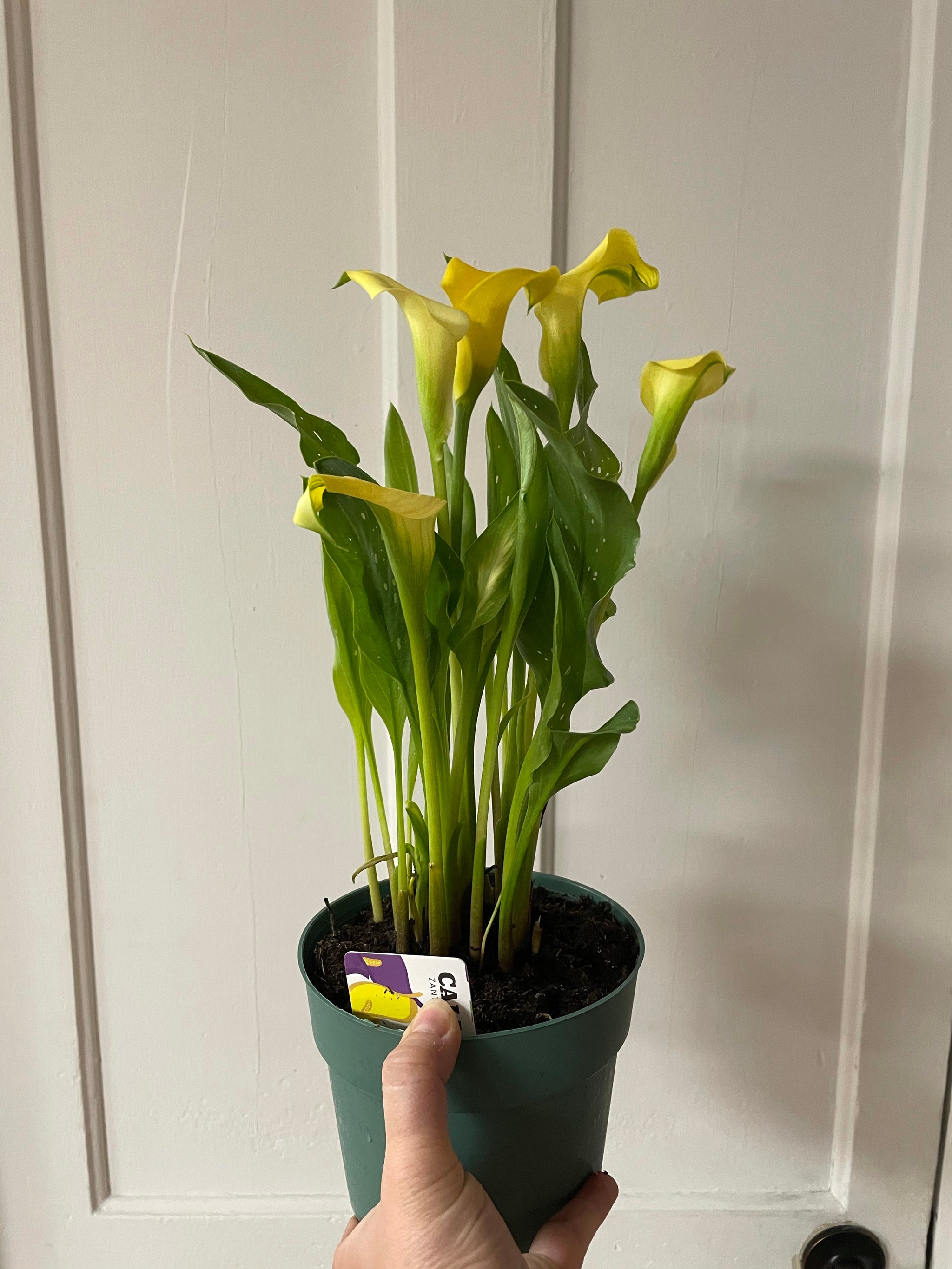 Calla Lily Plant 6" Pot