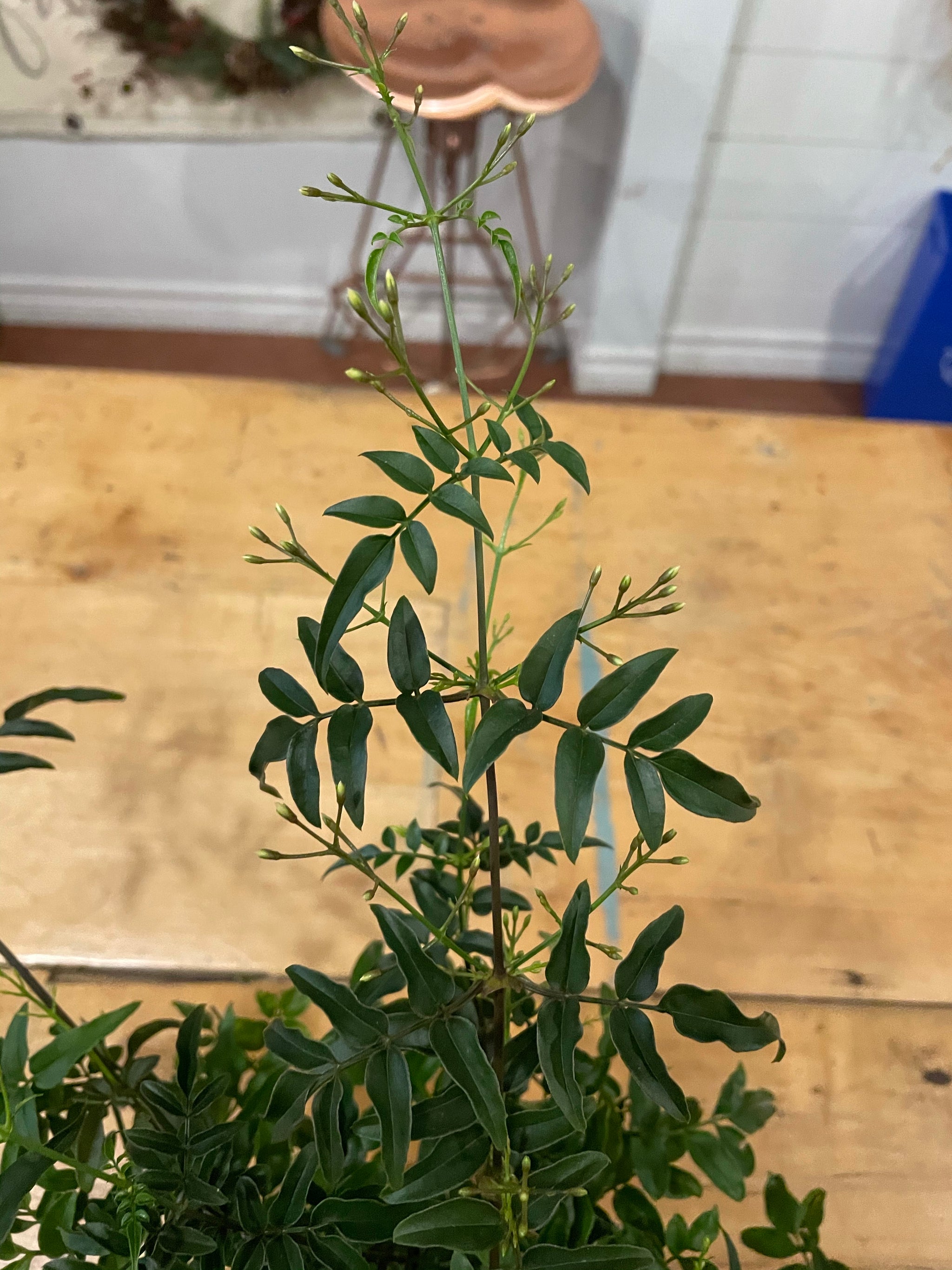Jasmine Plant