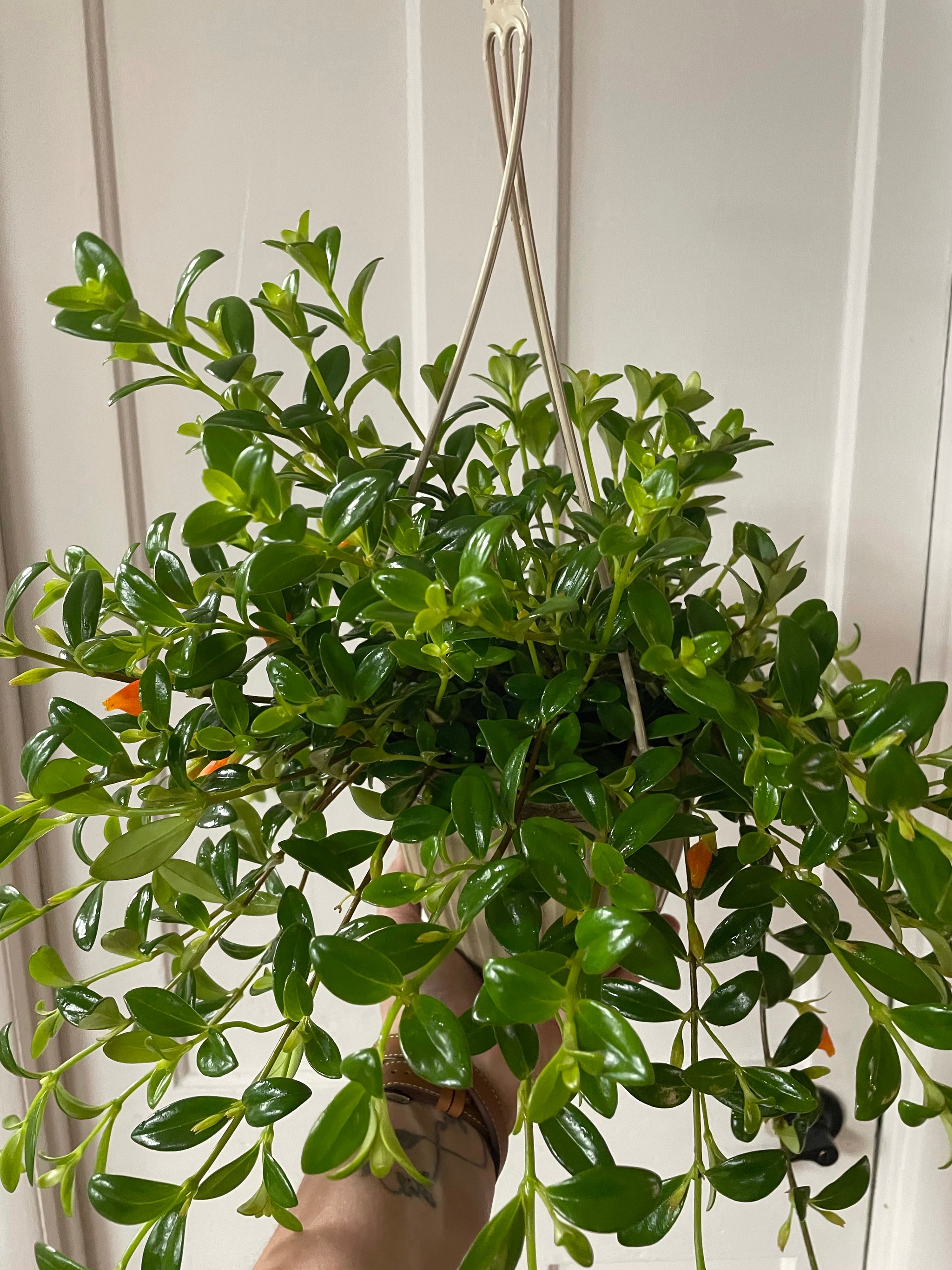Gold Fish Plant 6" HB