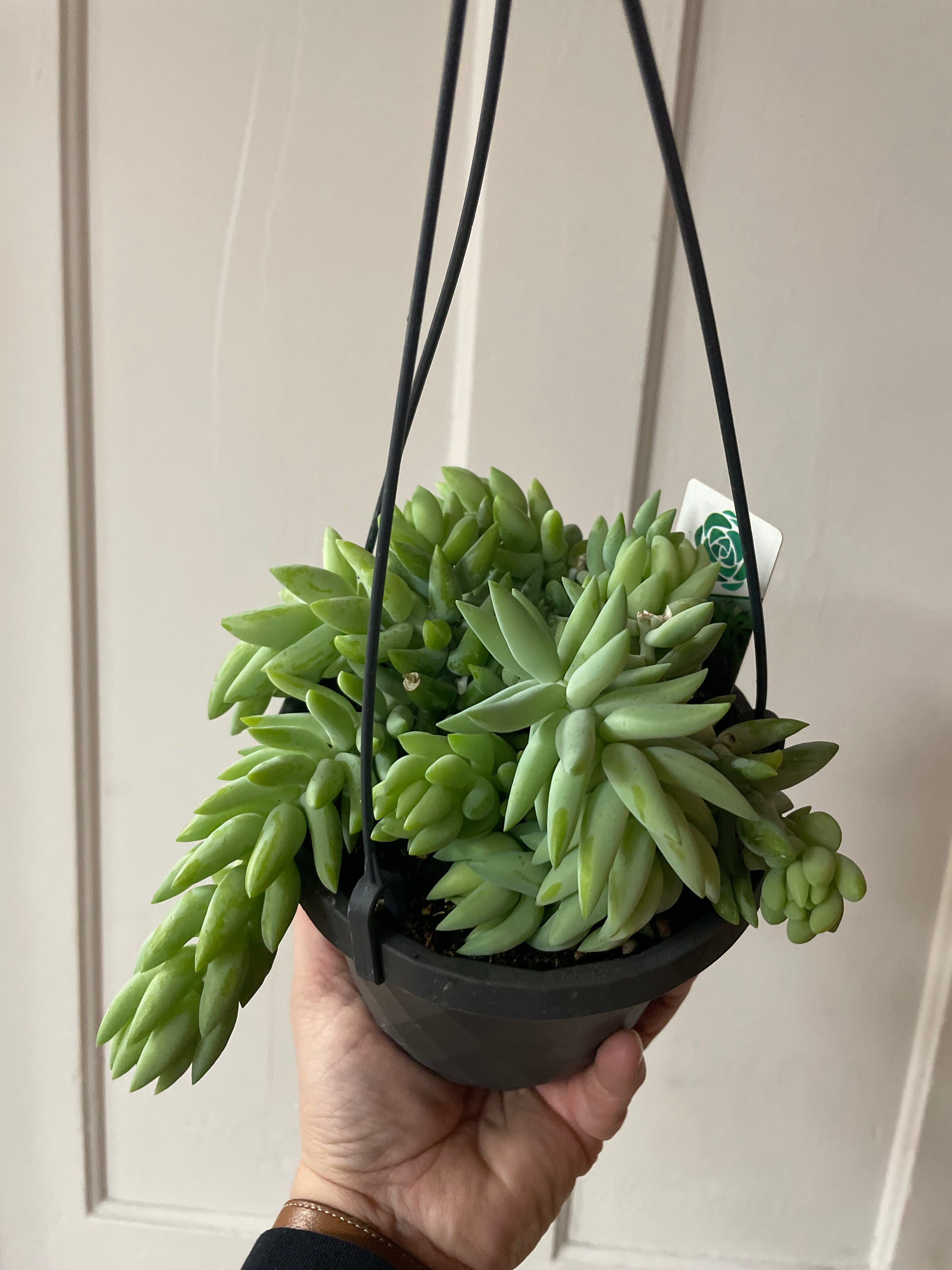 Burro’s Tail