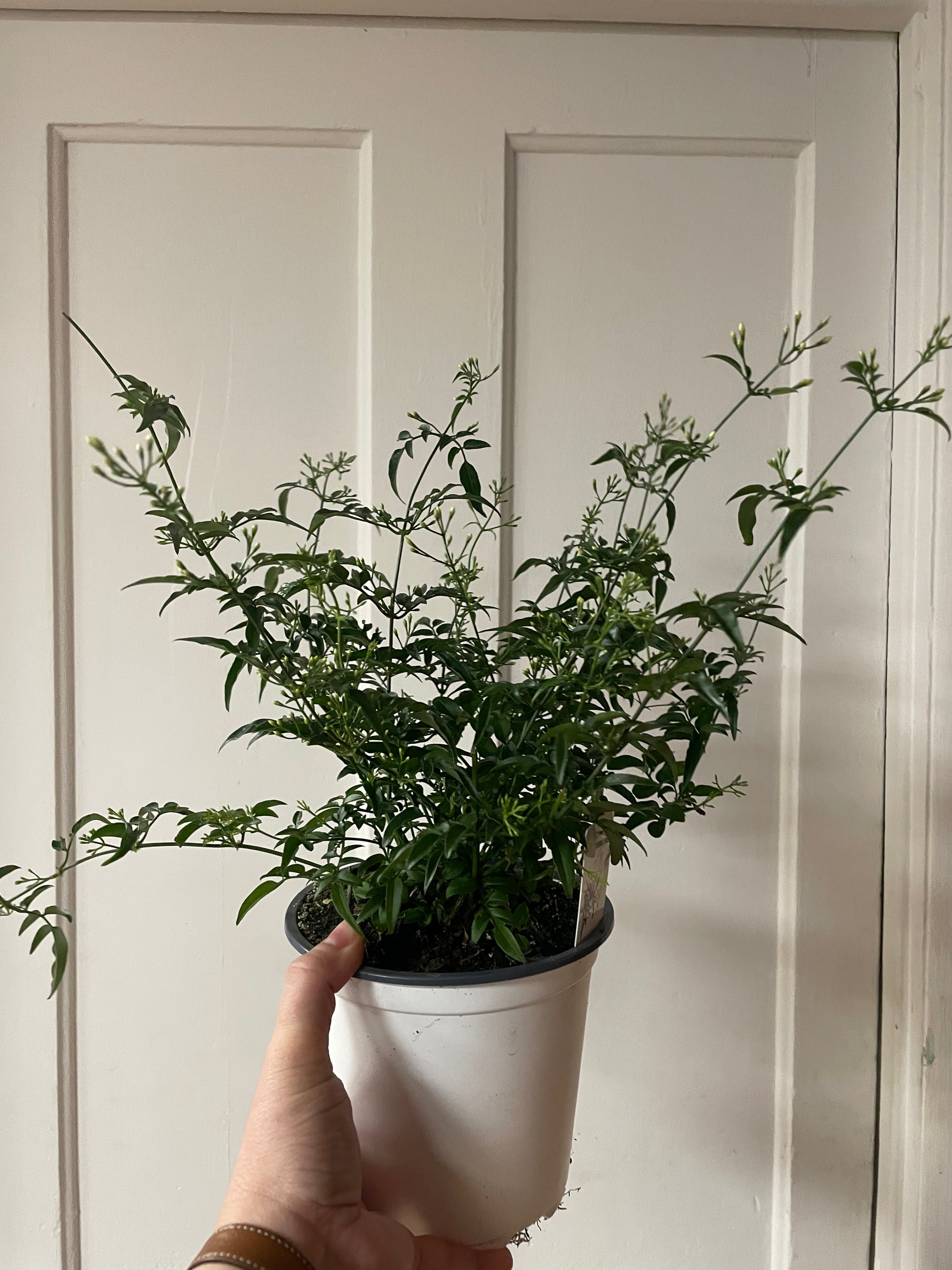 Jasmine Plant