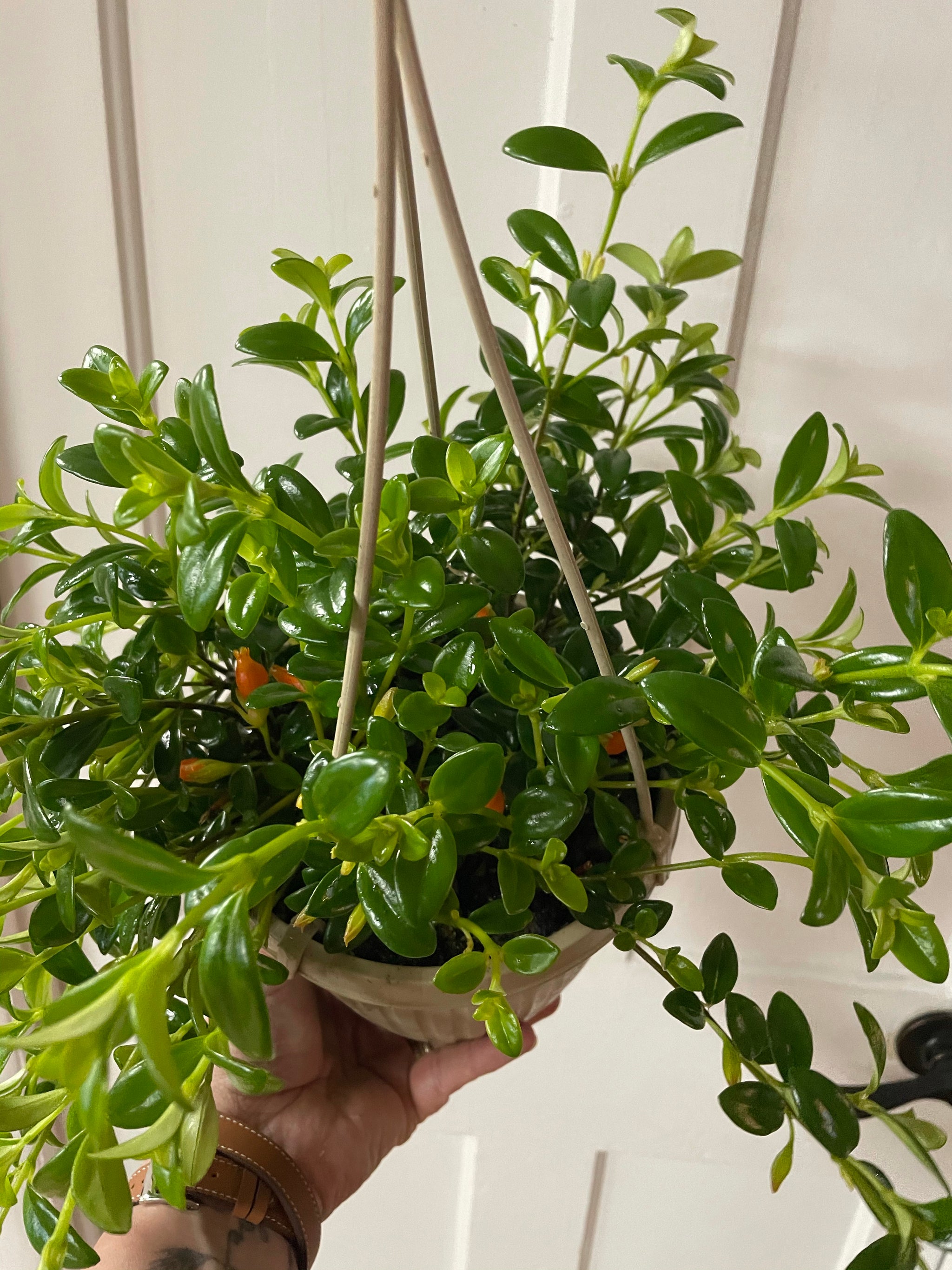 Gold Fish Plant 6" HB