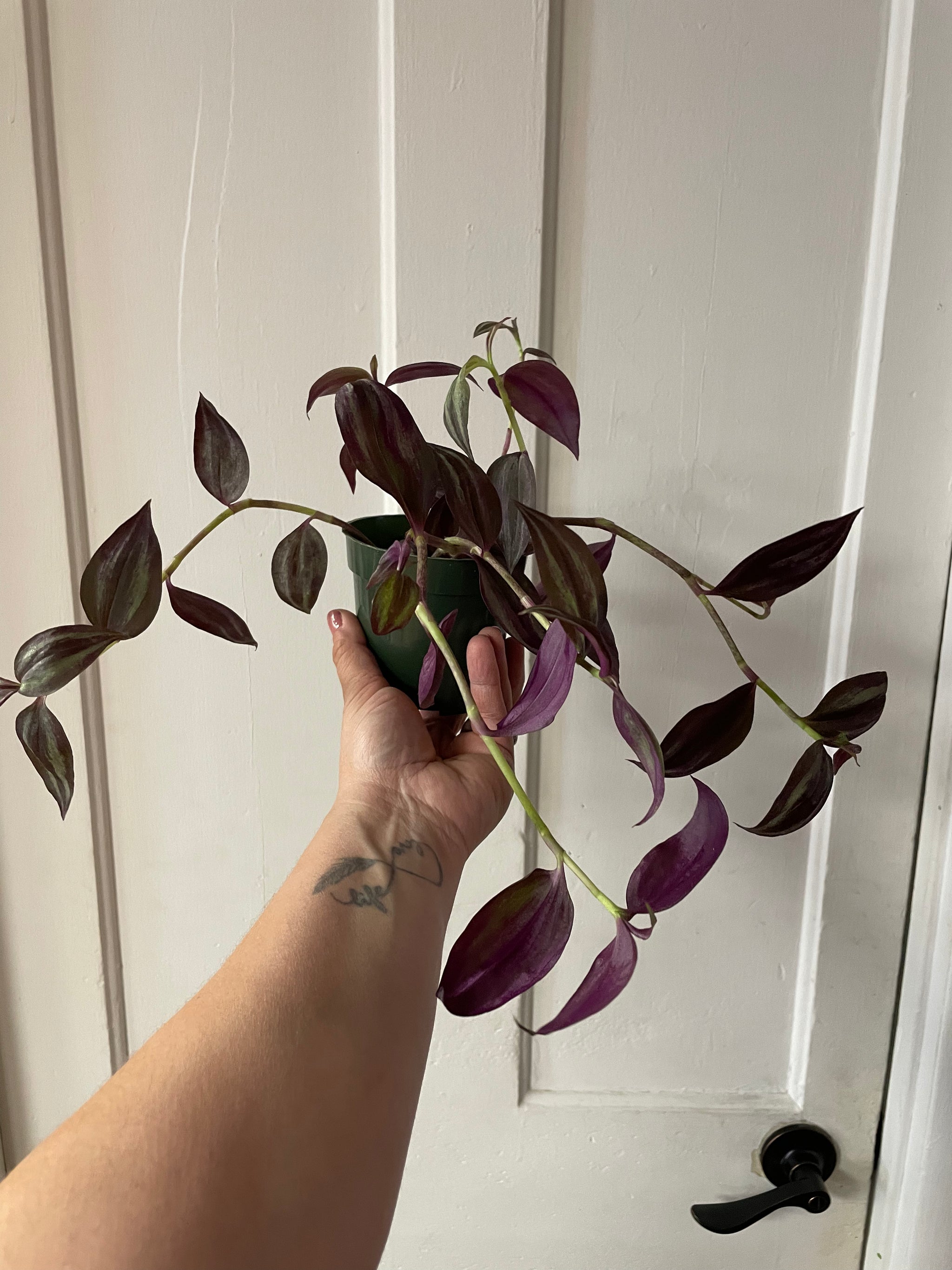 Tradescantia