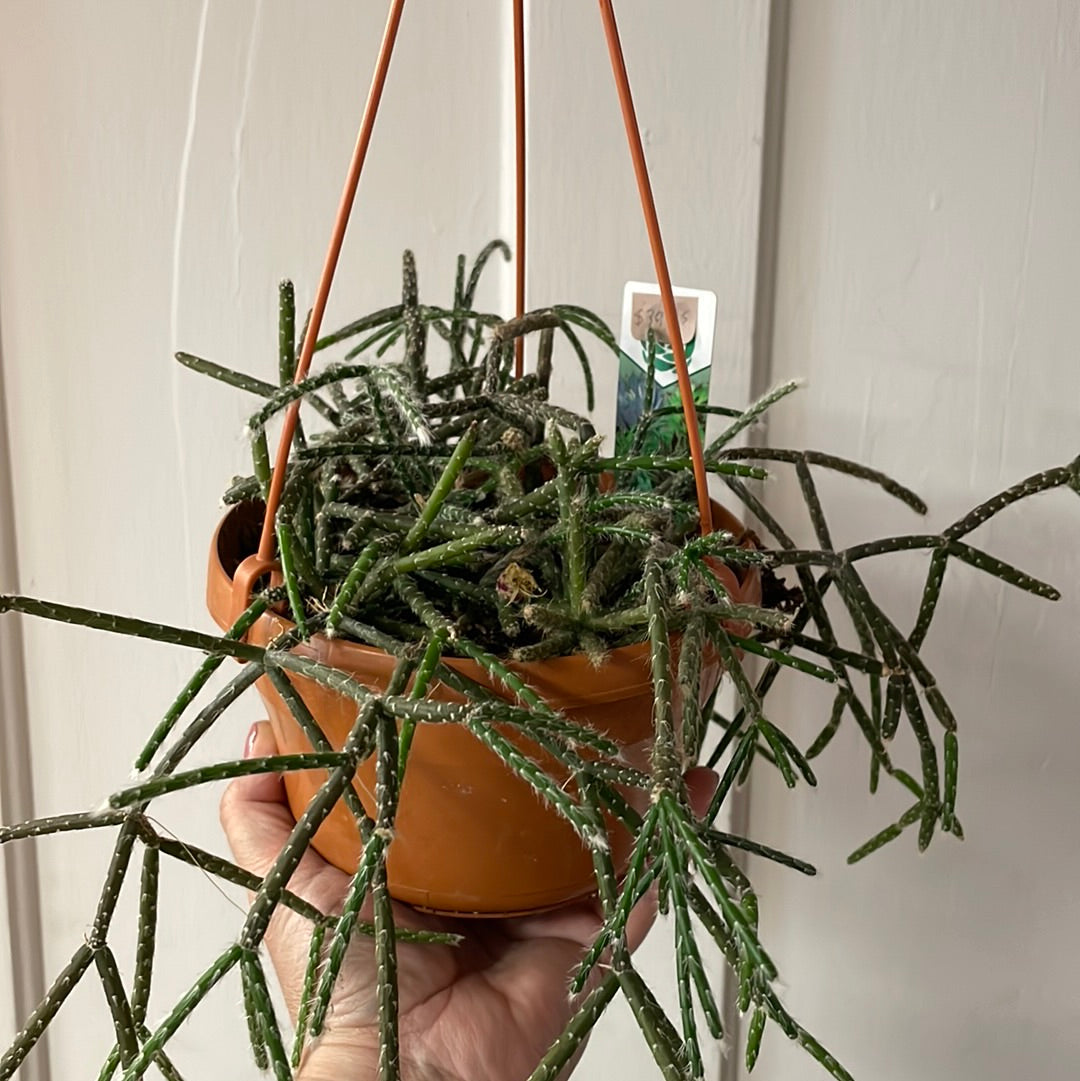 Succulent Hanging Basket - 6"