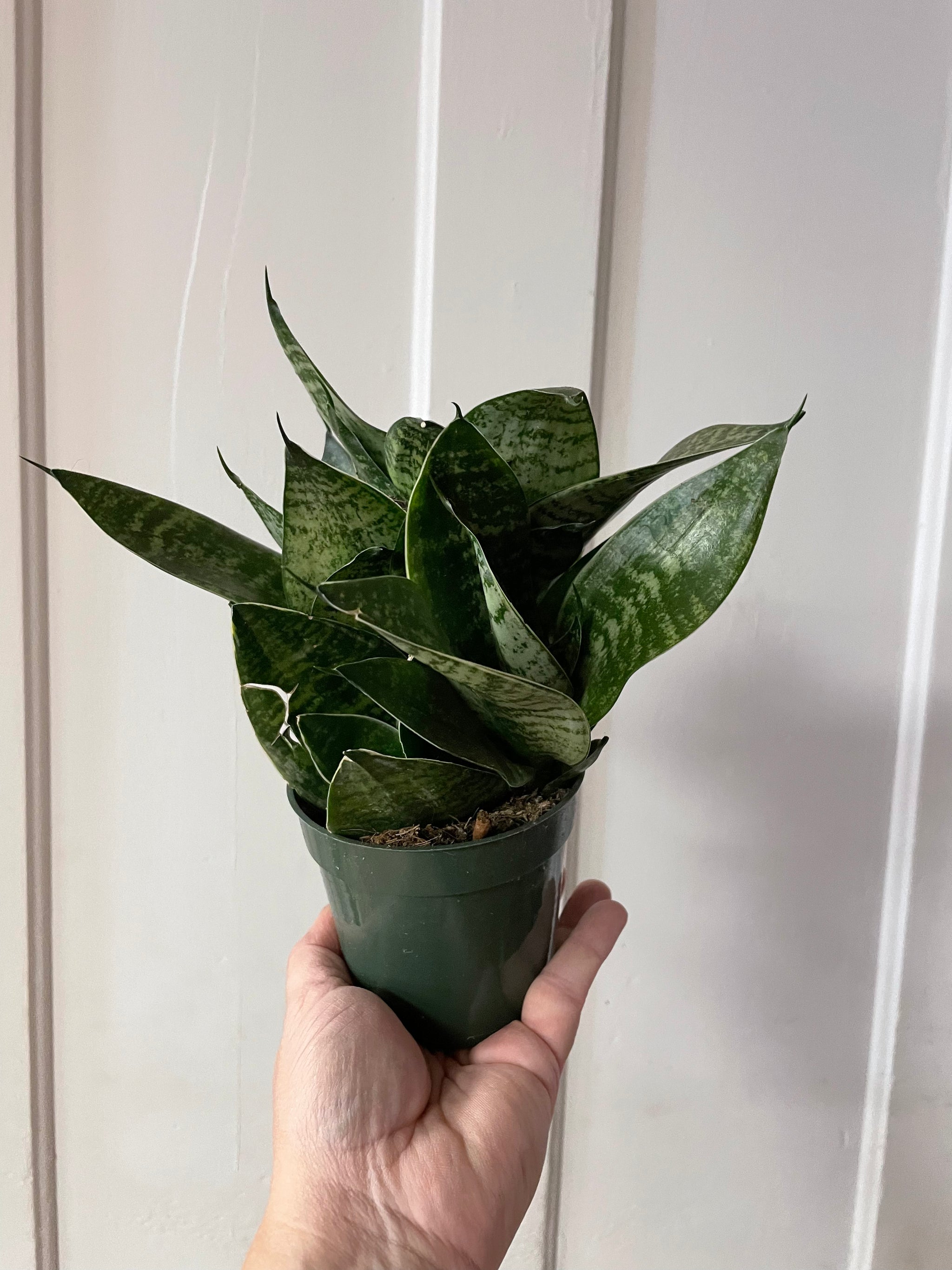 Birdsnest Sanseveria 4”