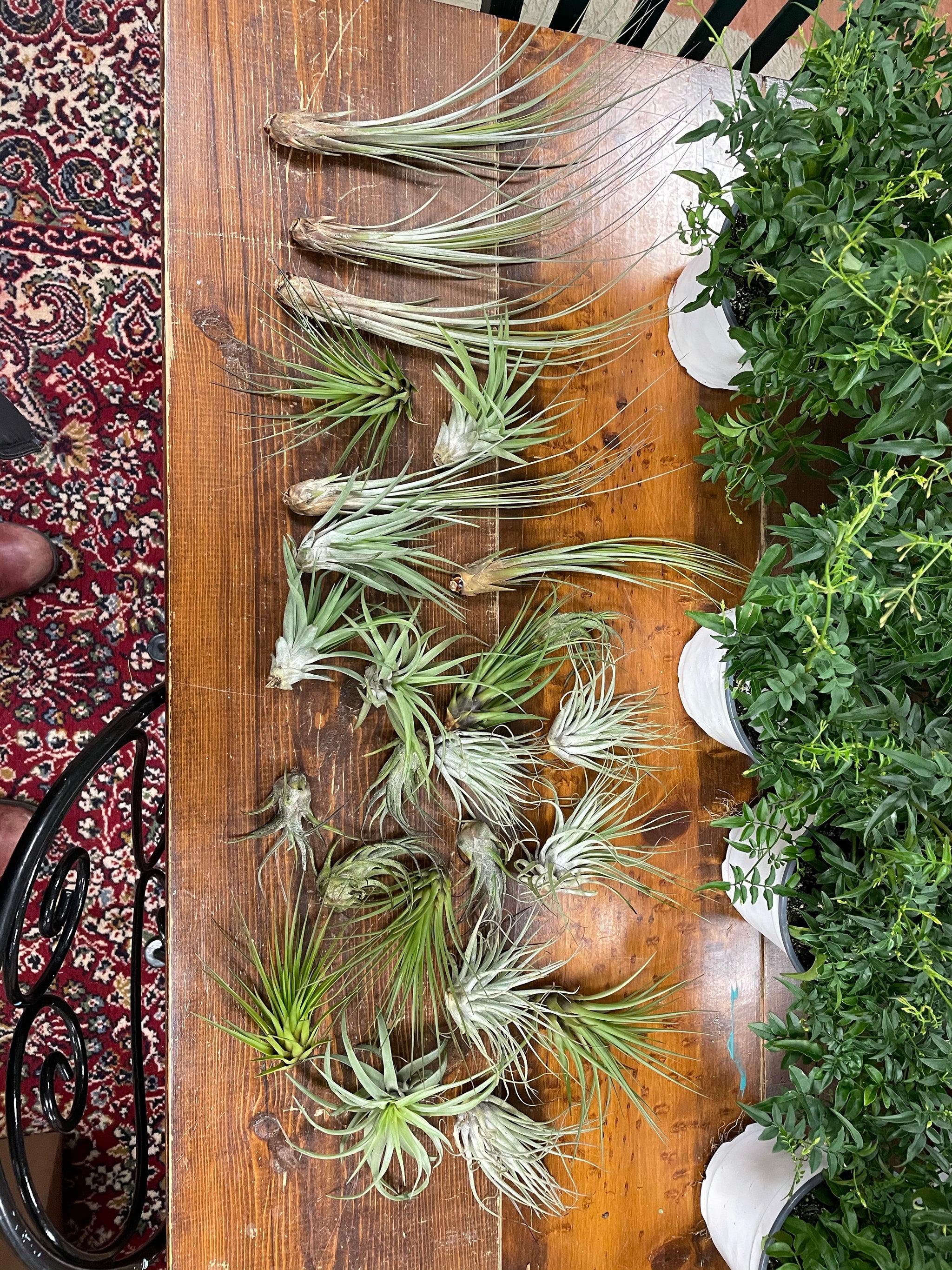 Airplants