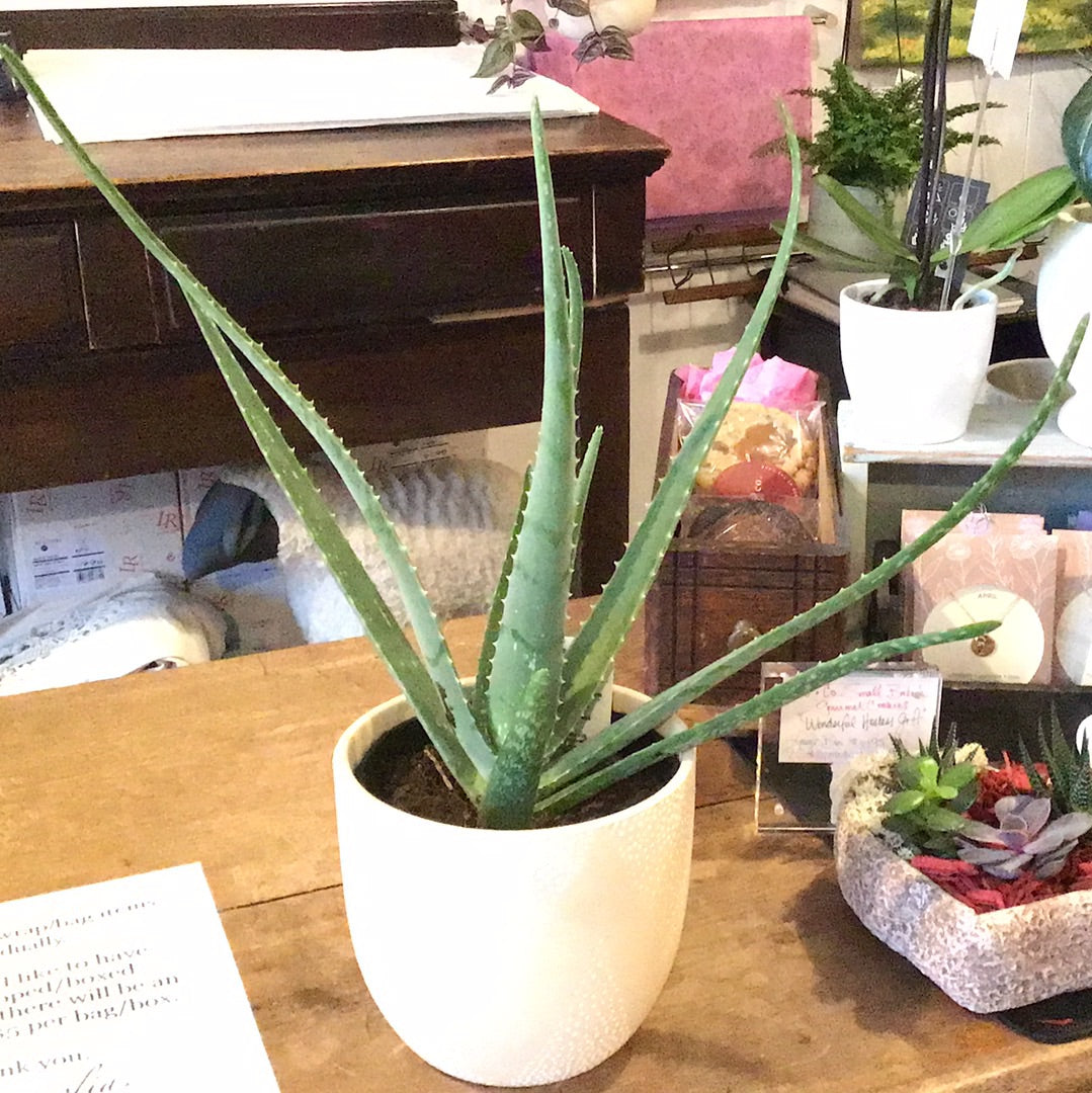 Aloe Vera