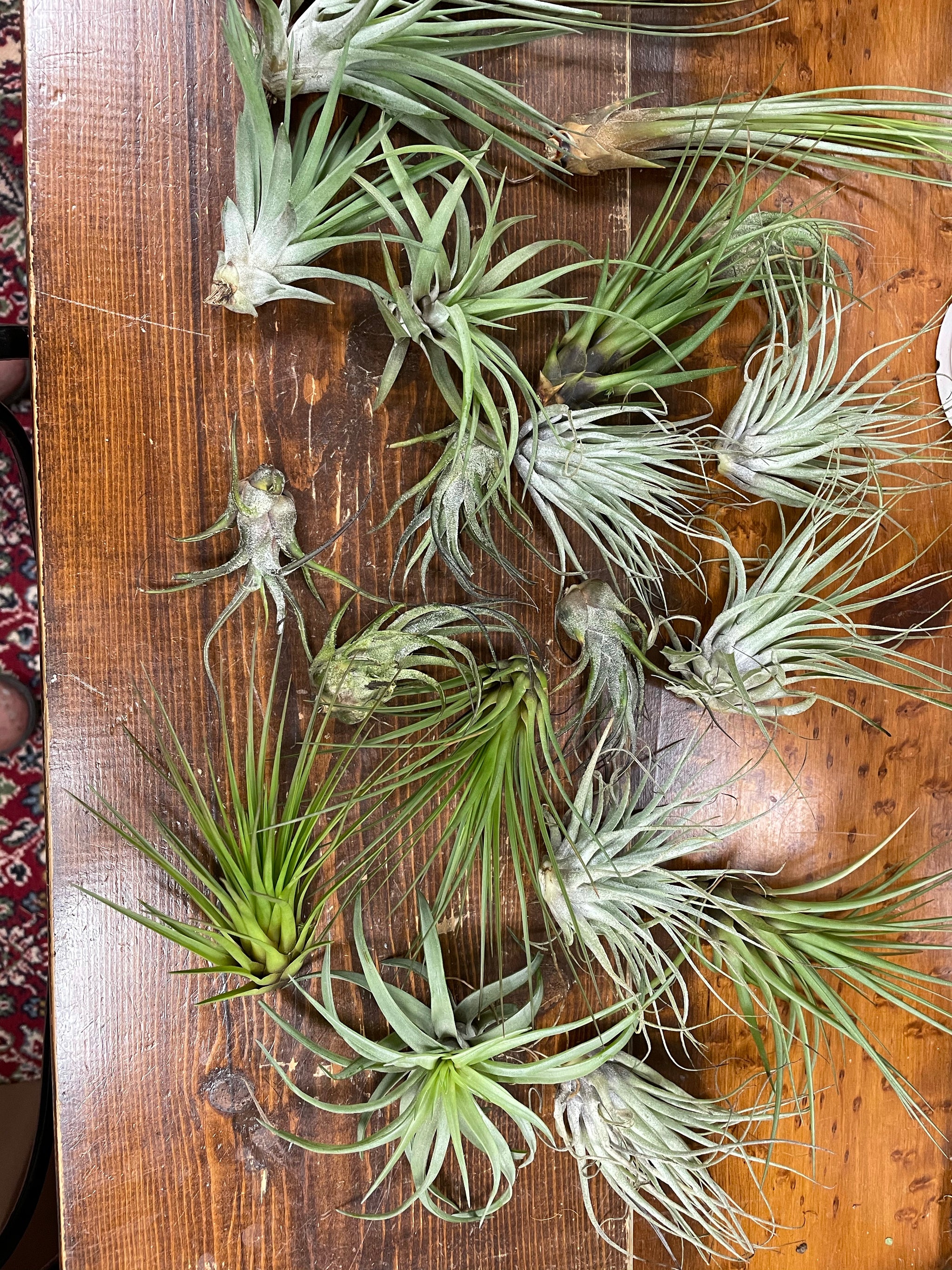 Airplants