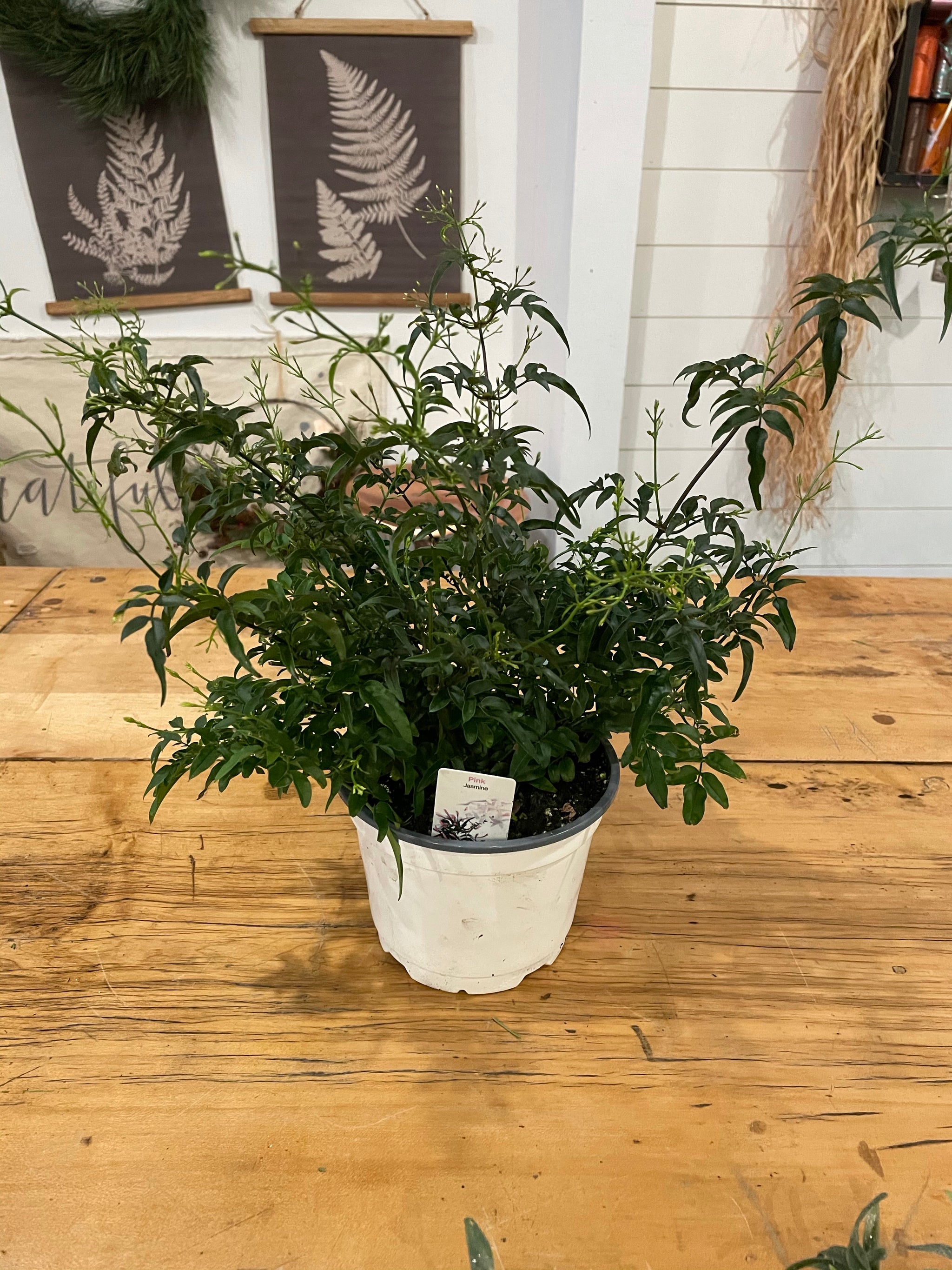 Jasmine Plant