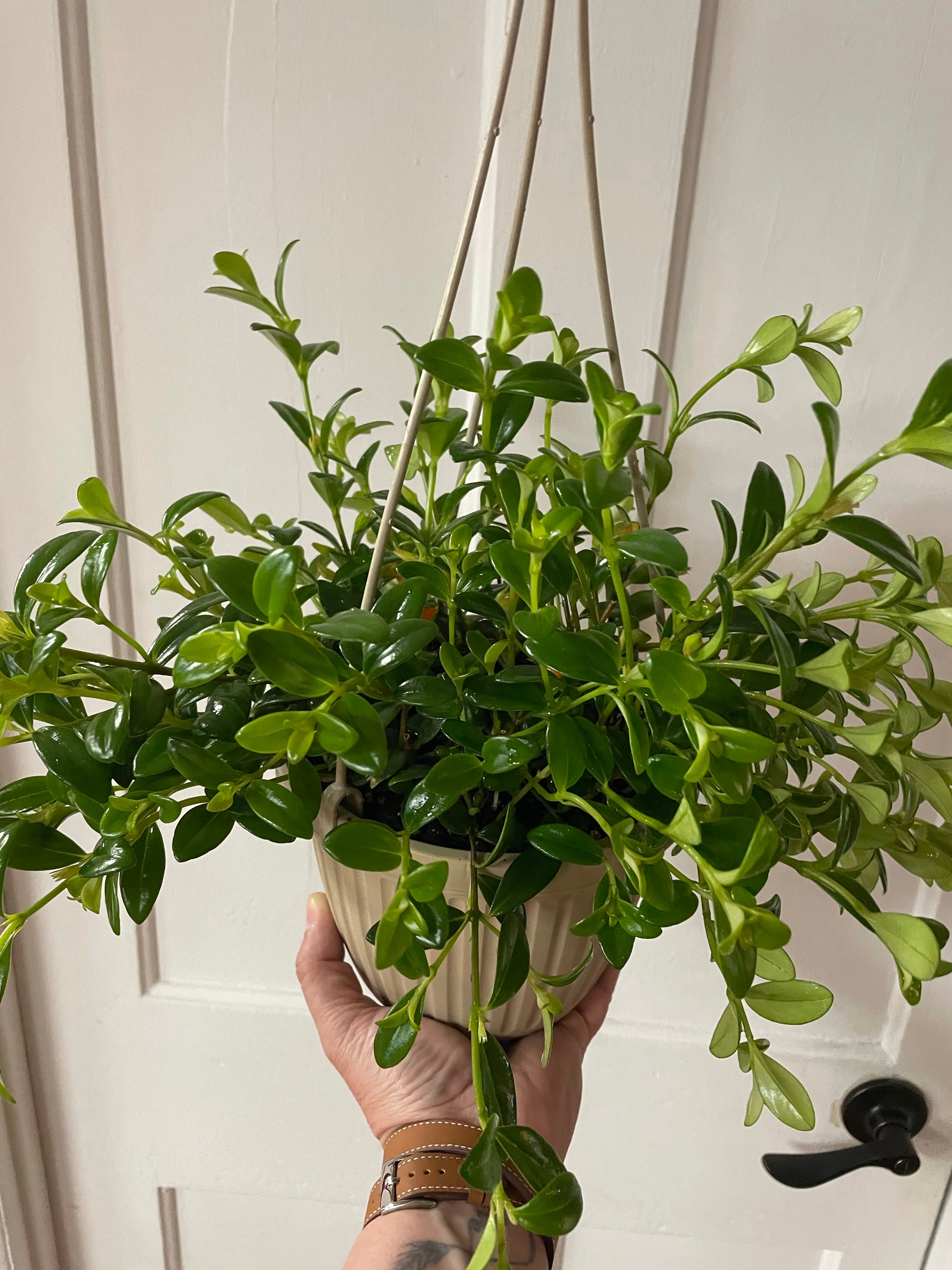 Gold Fish Plant 6" HB