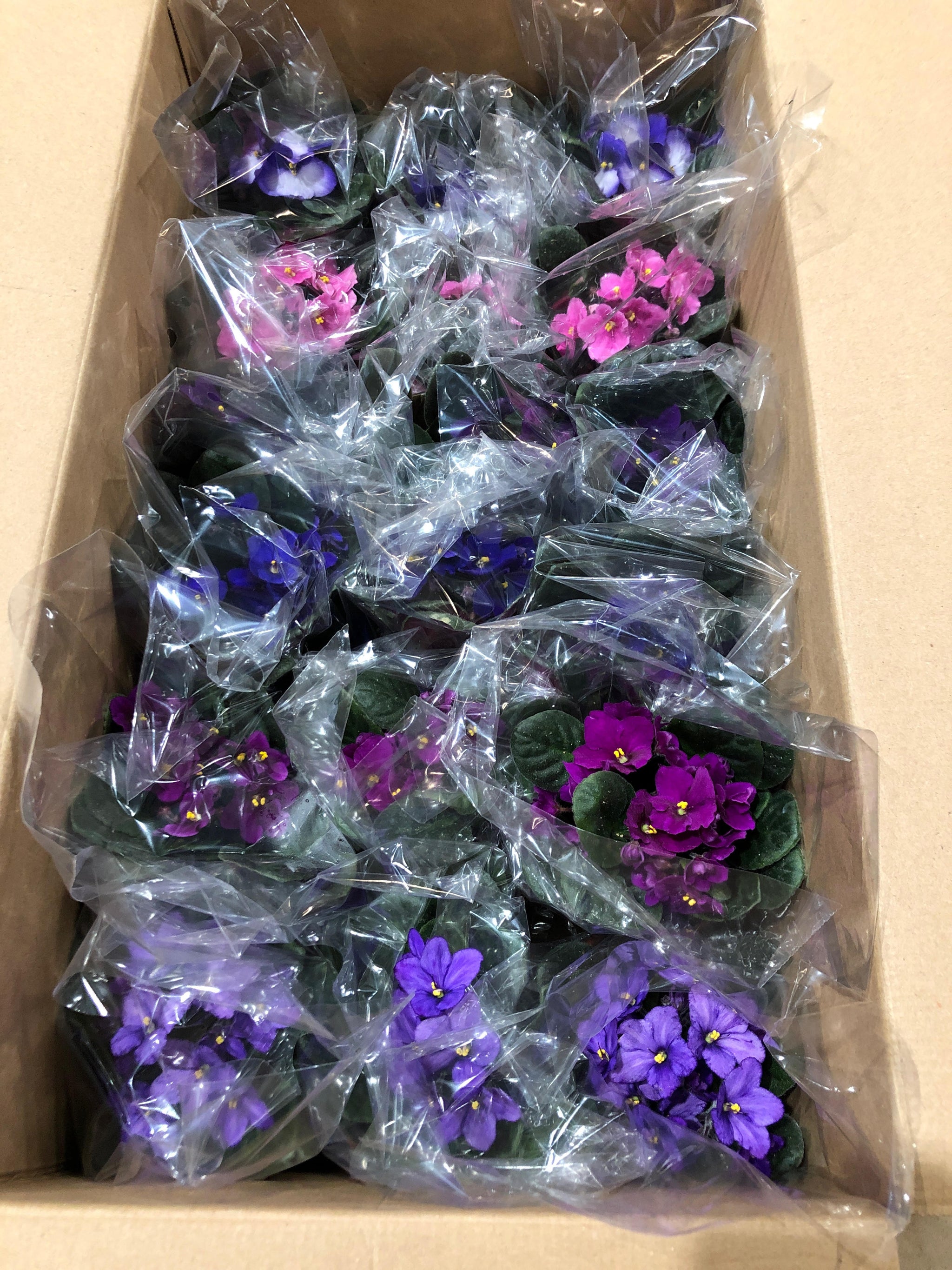 Your Grandma's African Violet