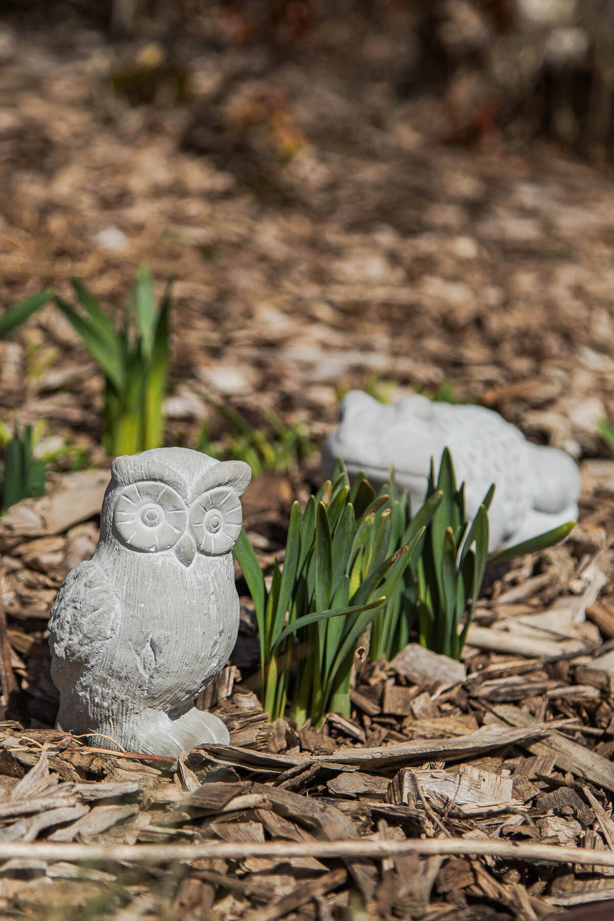 Owl - Cement