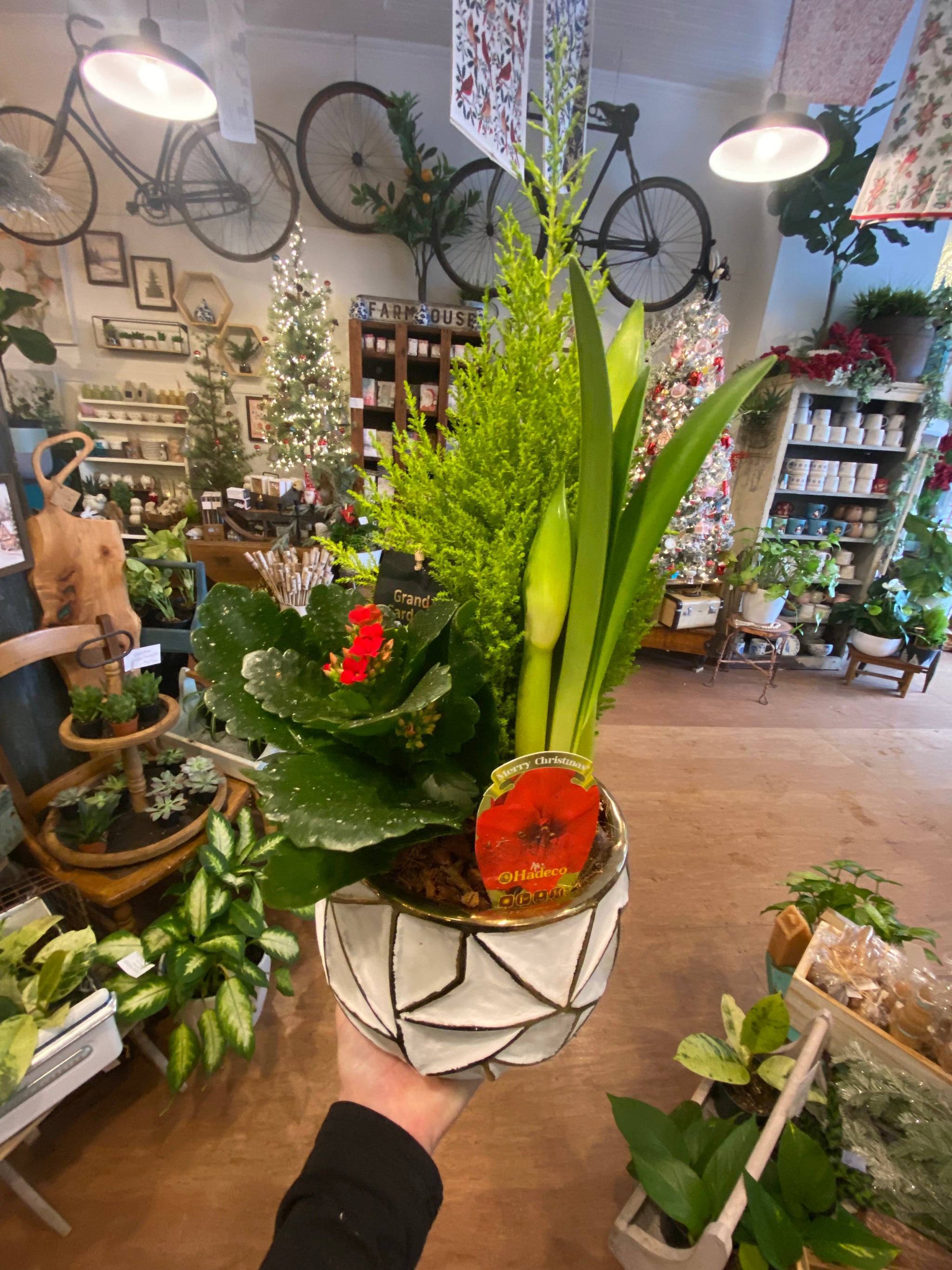 Christmas Amaryllis Geo planter