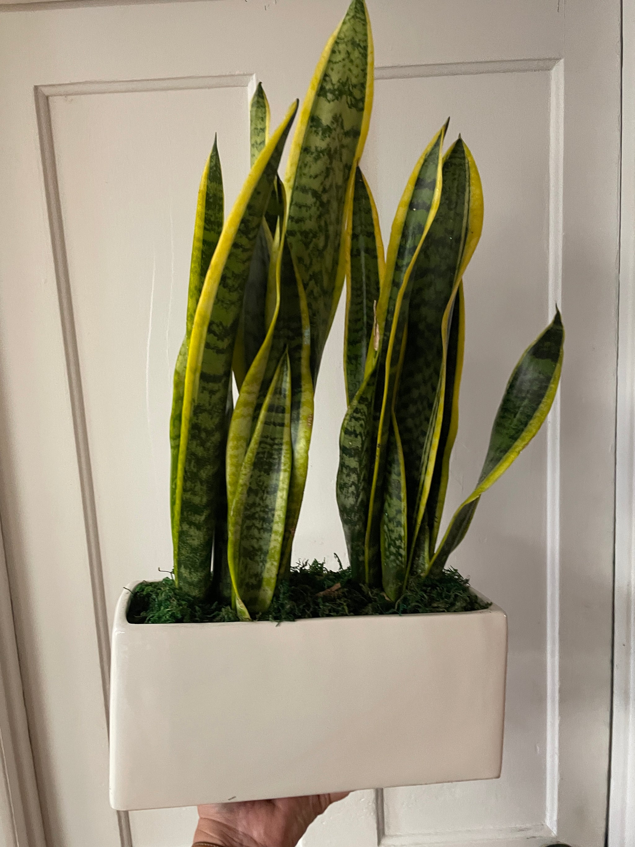 Sanseveria Planter