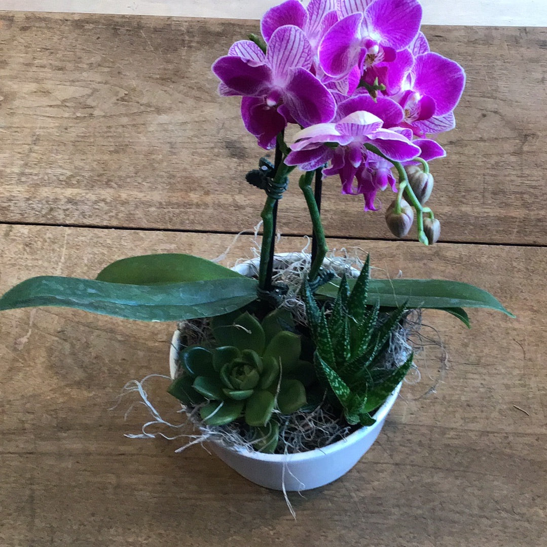 Mackenzie Orchid Planter