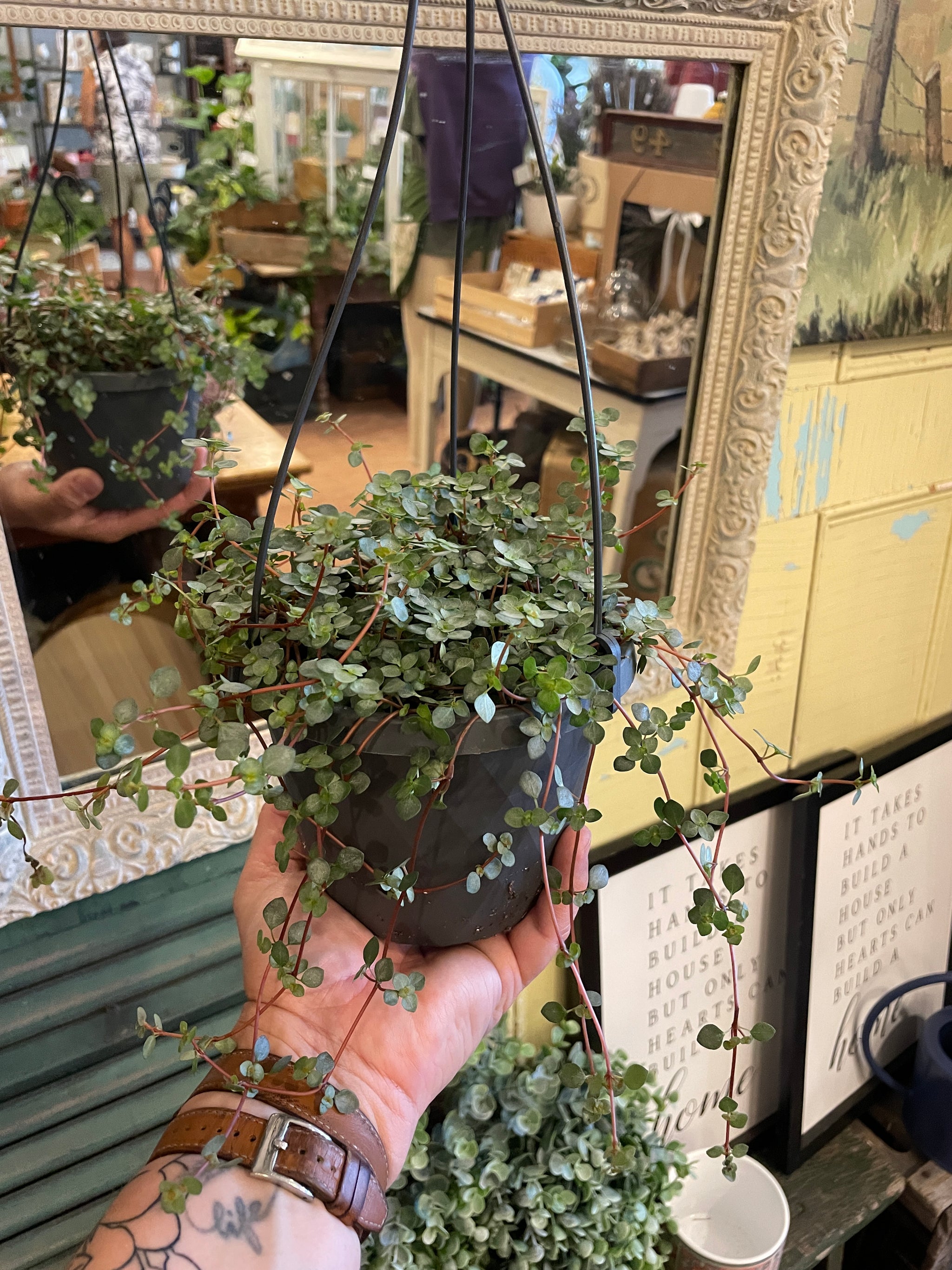 Pilea Hanging Basket