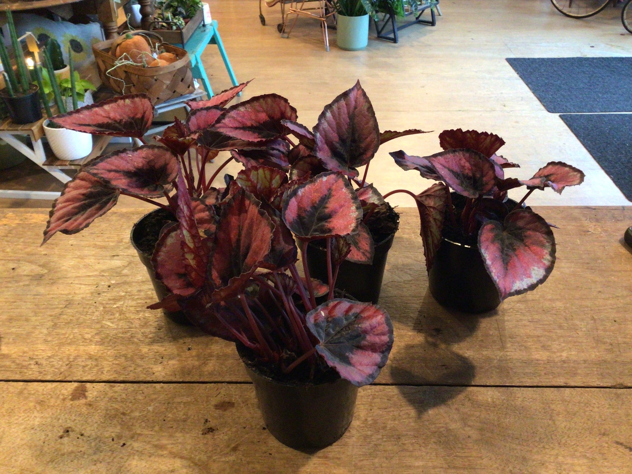 Begonia Red Kiss