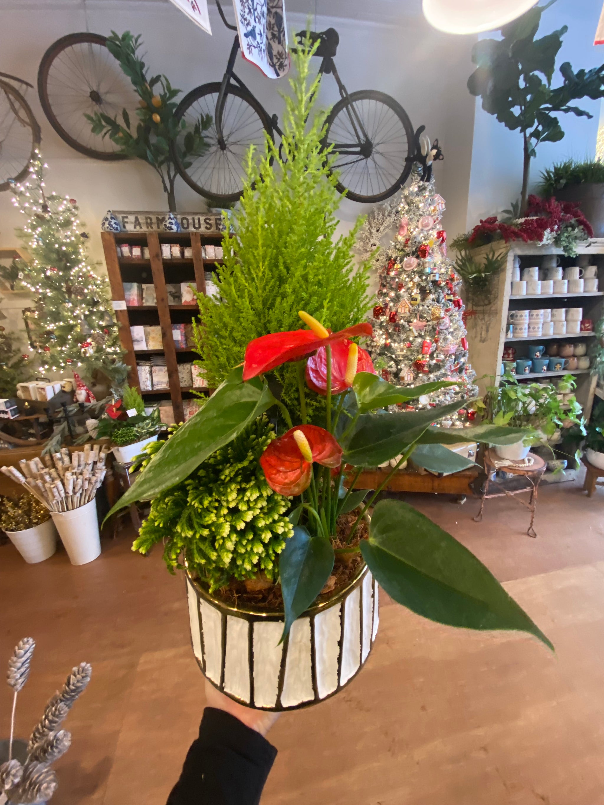 Gold stripe tropical planter